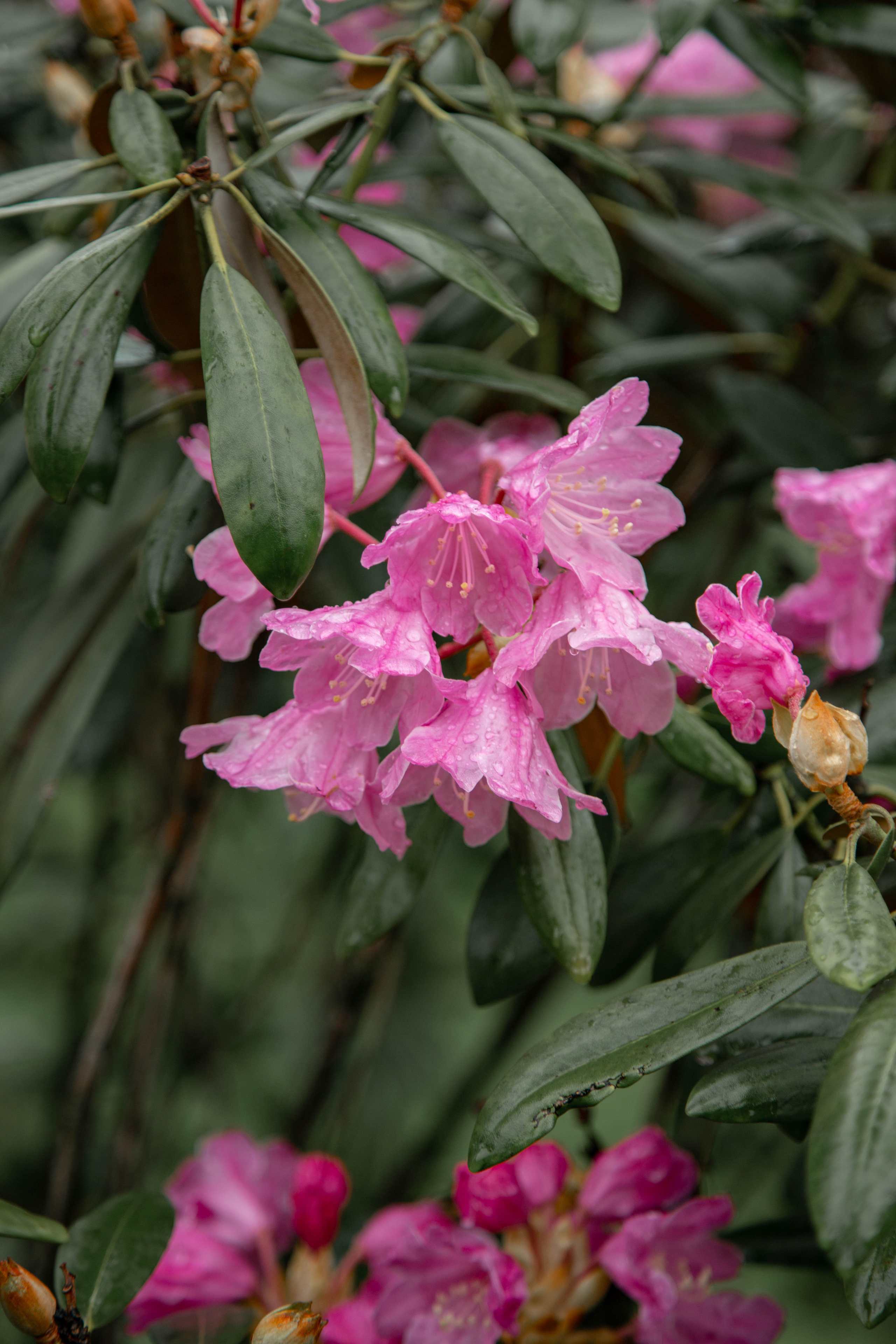 ПРИРОДА. MARIA SOKOLOVA