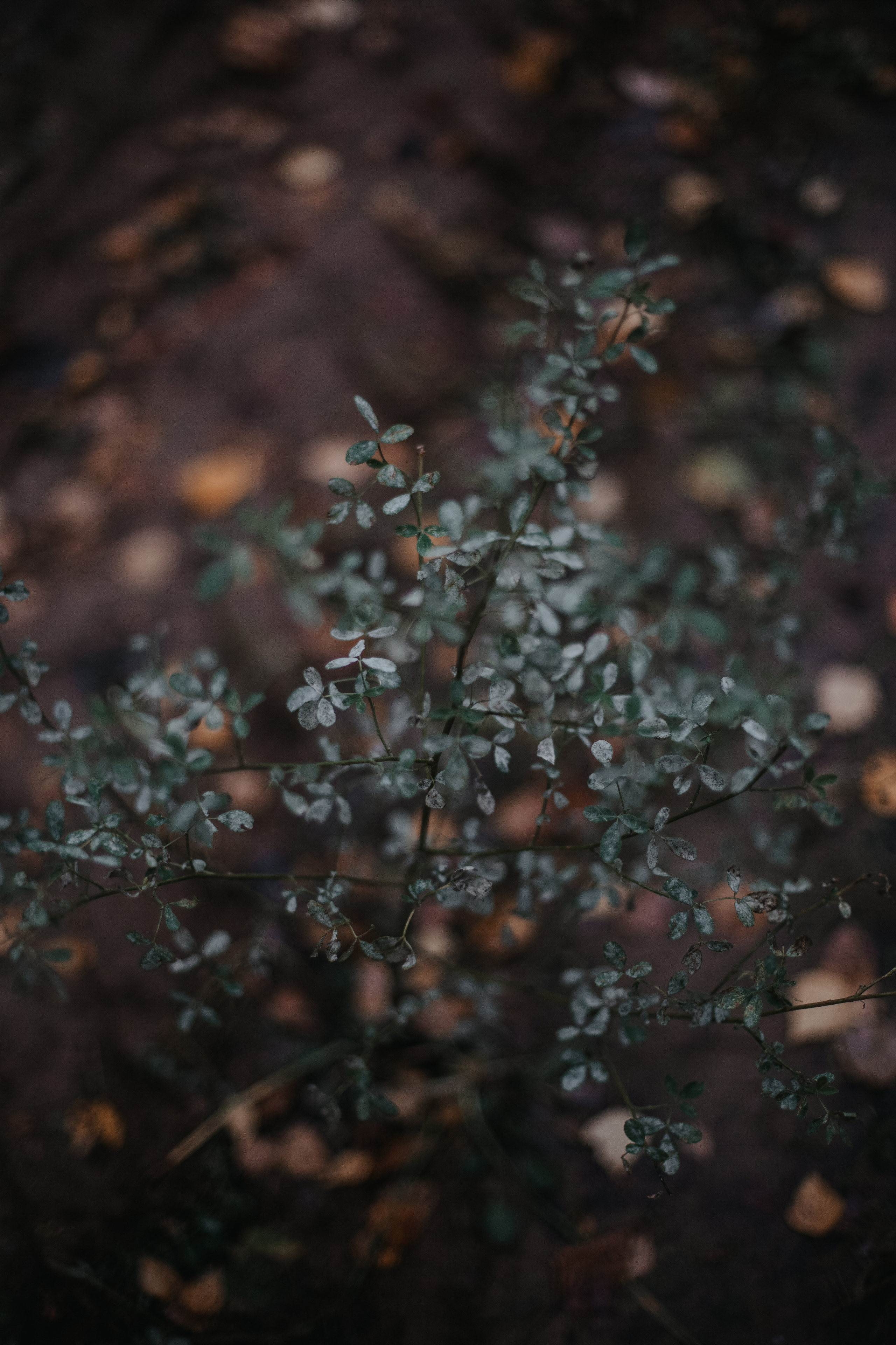 ПРИРОДА. MARIA SOKOLOVA