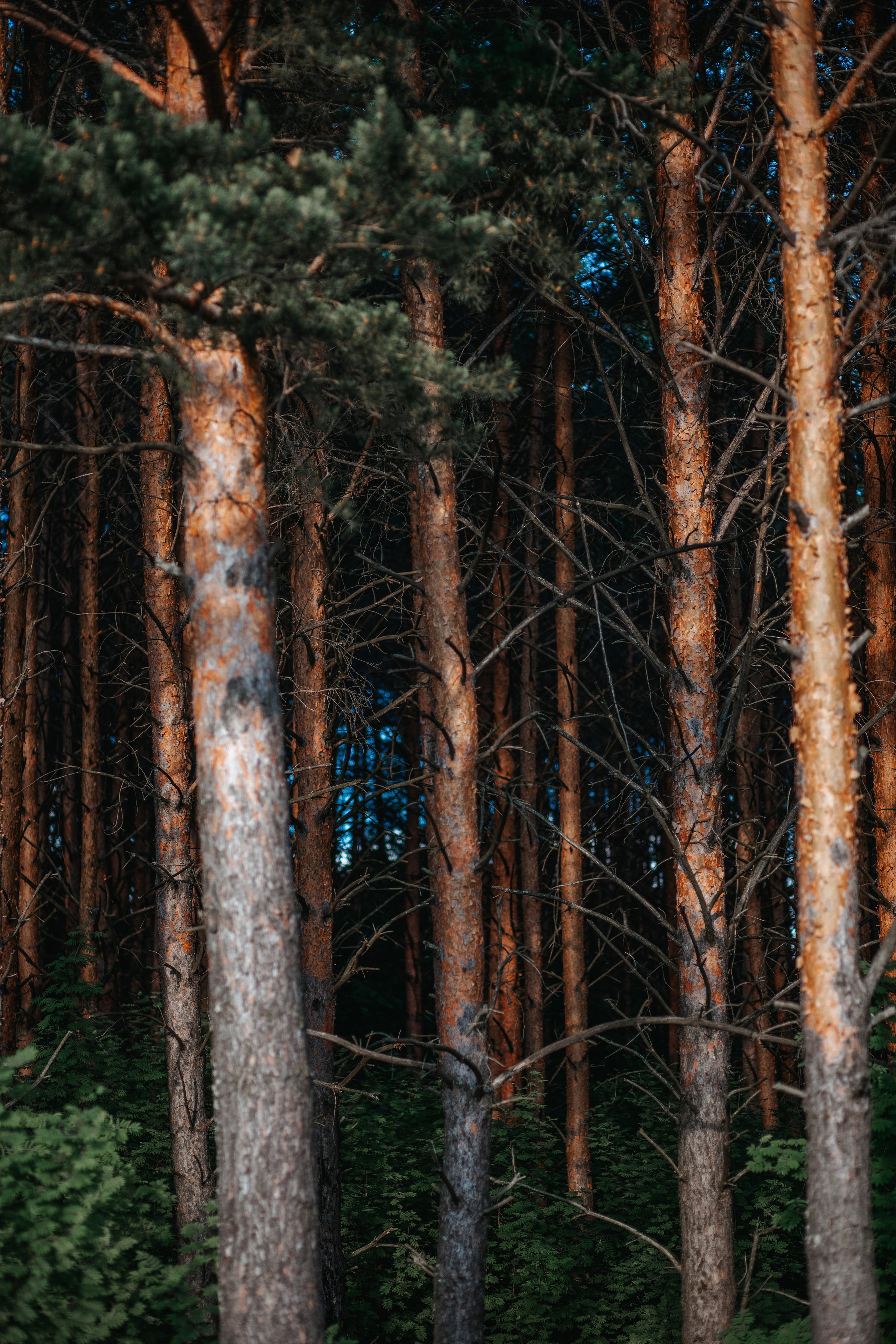 ПРИРОДА. MARIA SOKOLOVA