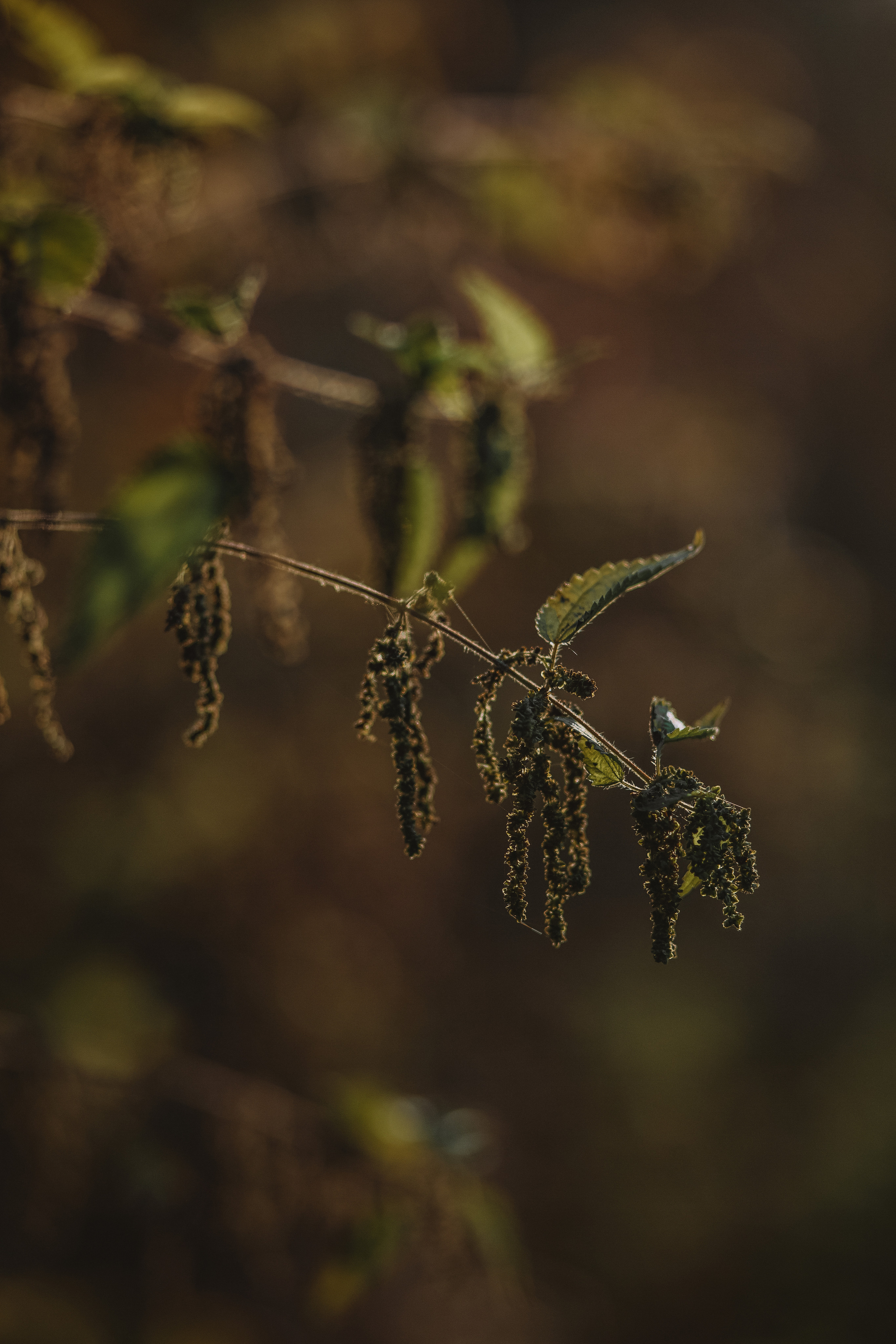 ПРИРОДА. MARIA SOKOLOVA