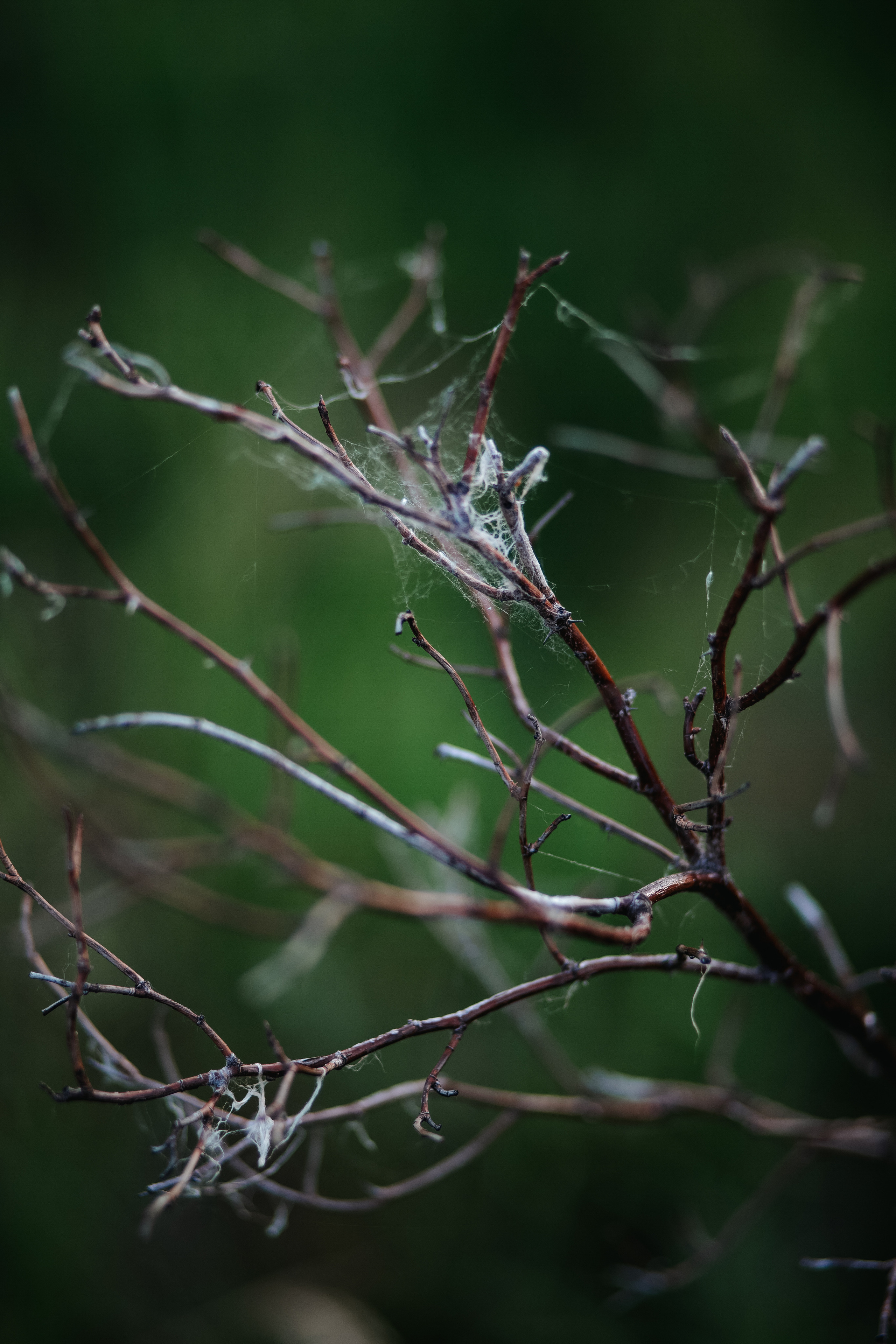 ПРИРОДА. MARIA SOKOLOVA