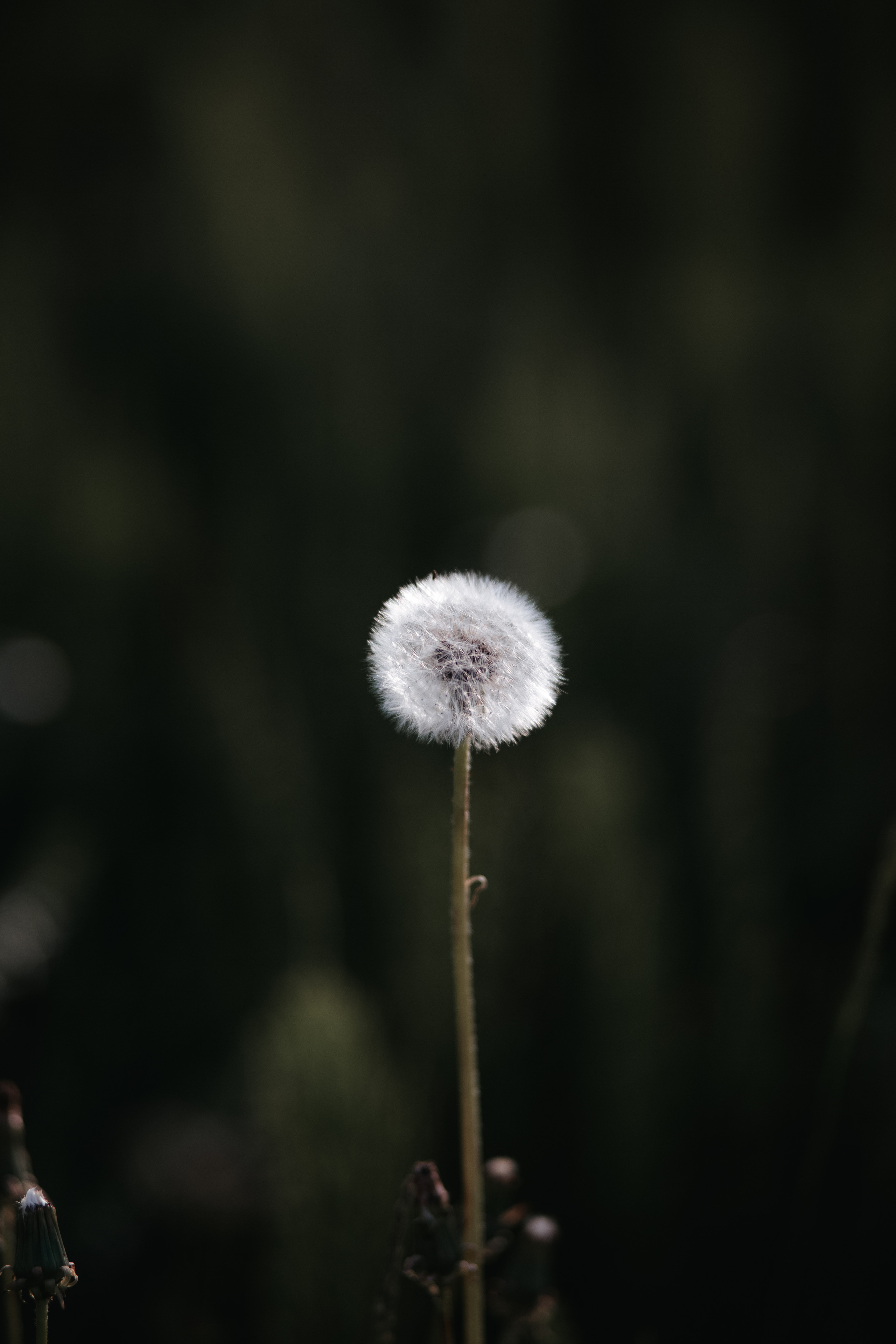 ПРИРОДА. MARIA SOKOLOVA