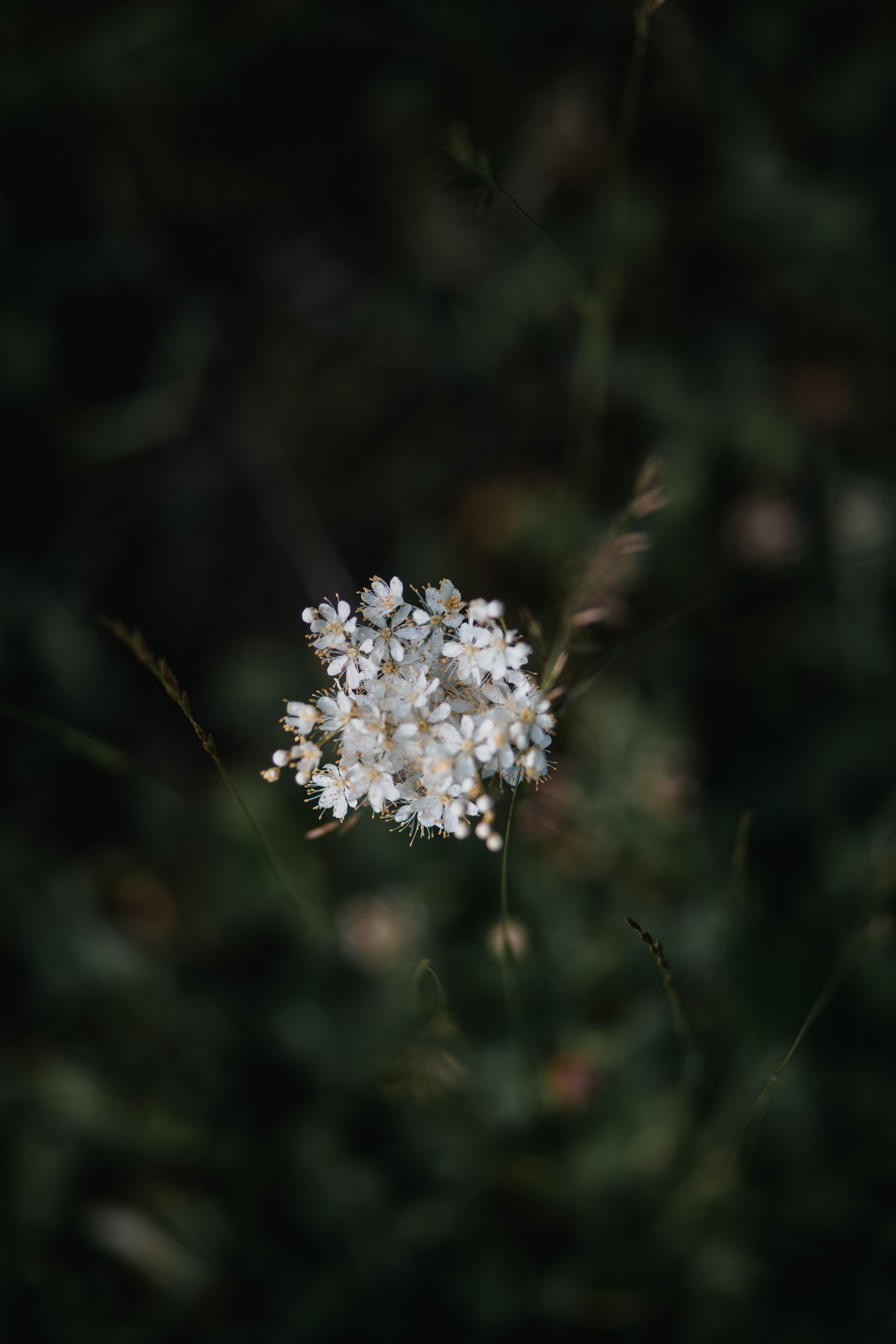 ПРИРОДА. MARIA SOKOLOVA