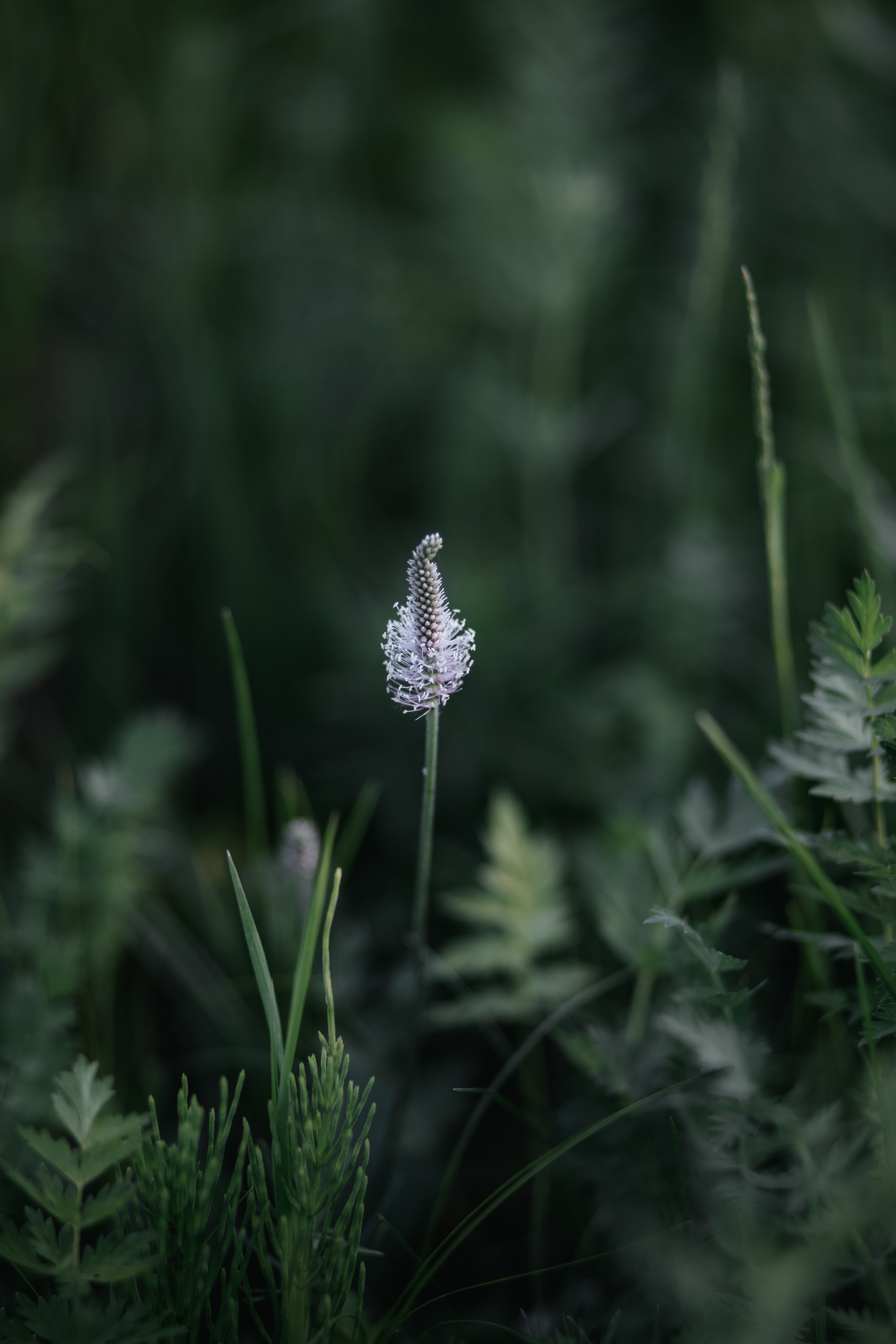 ПРИРОДА. MARIA SOKOLOVA