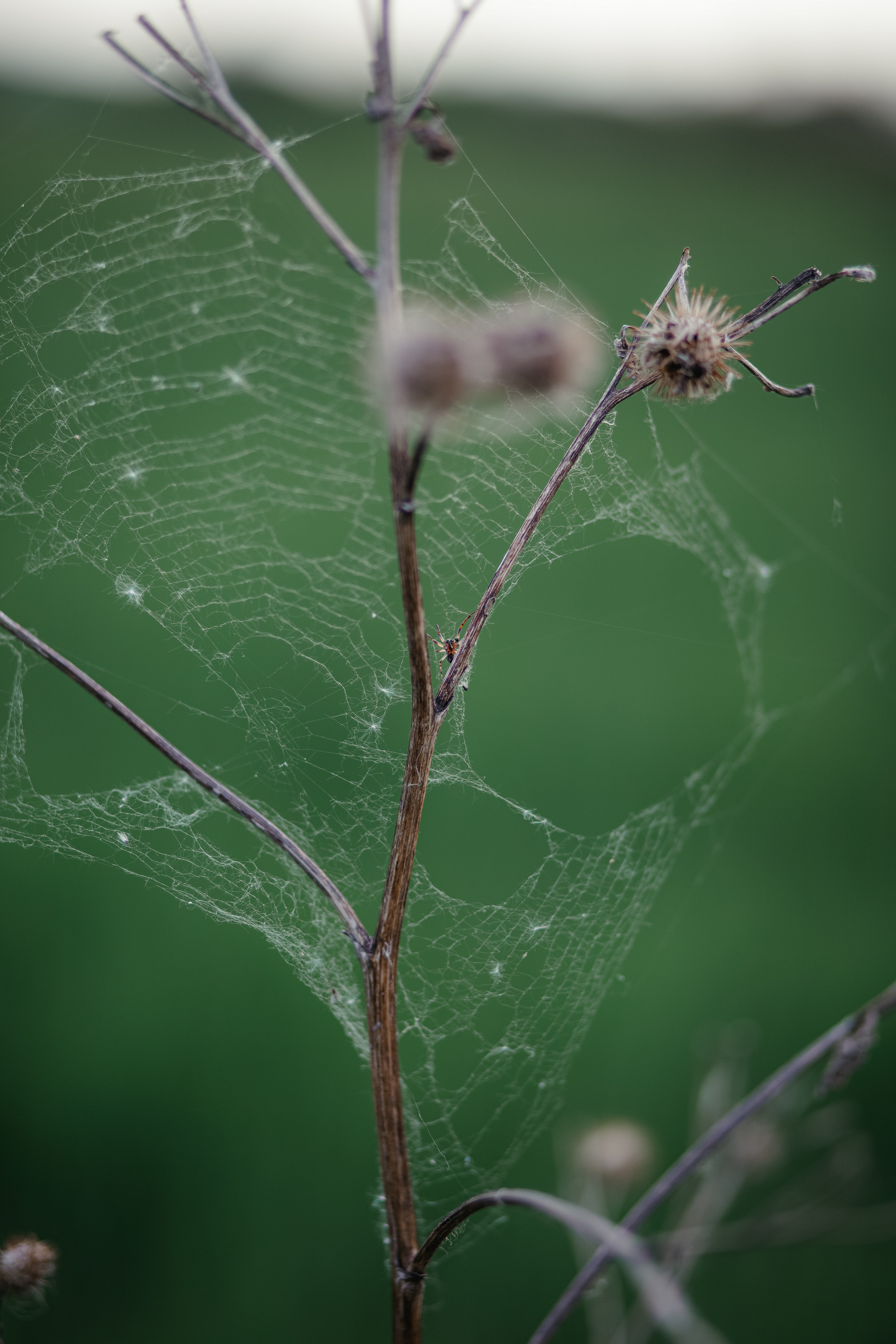 ПРИРОДА. MARIA SOKOLOVA