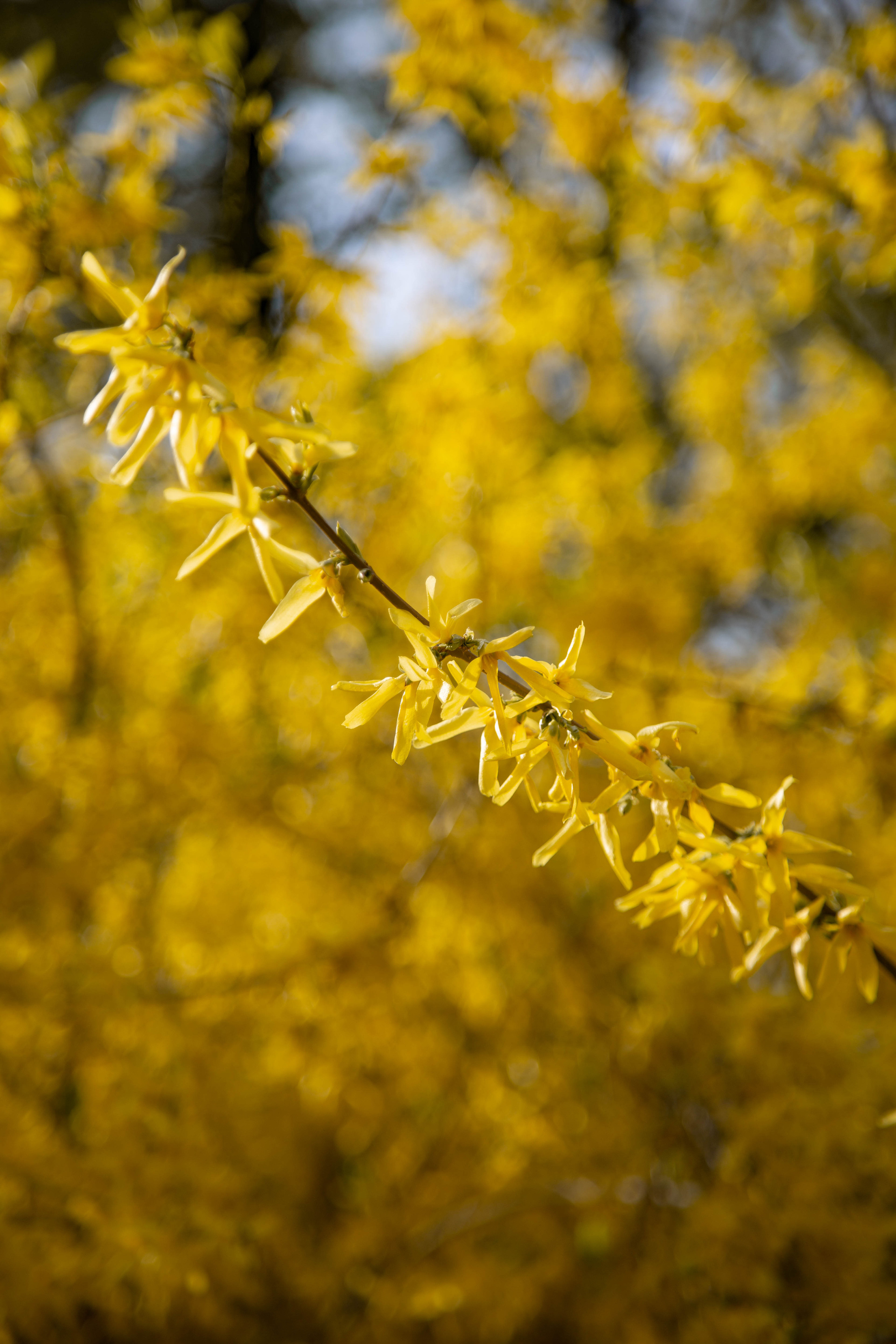 ПРИРОДА. MARIA SOKOLOVA