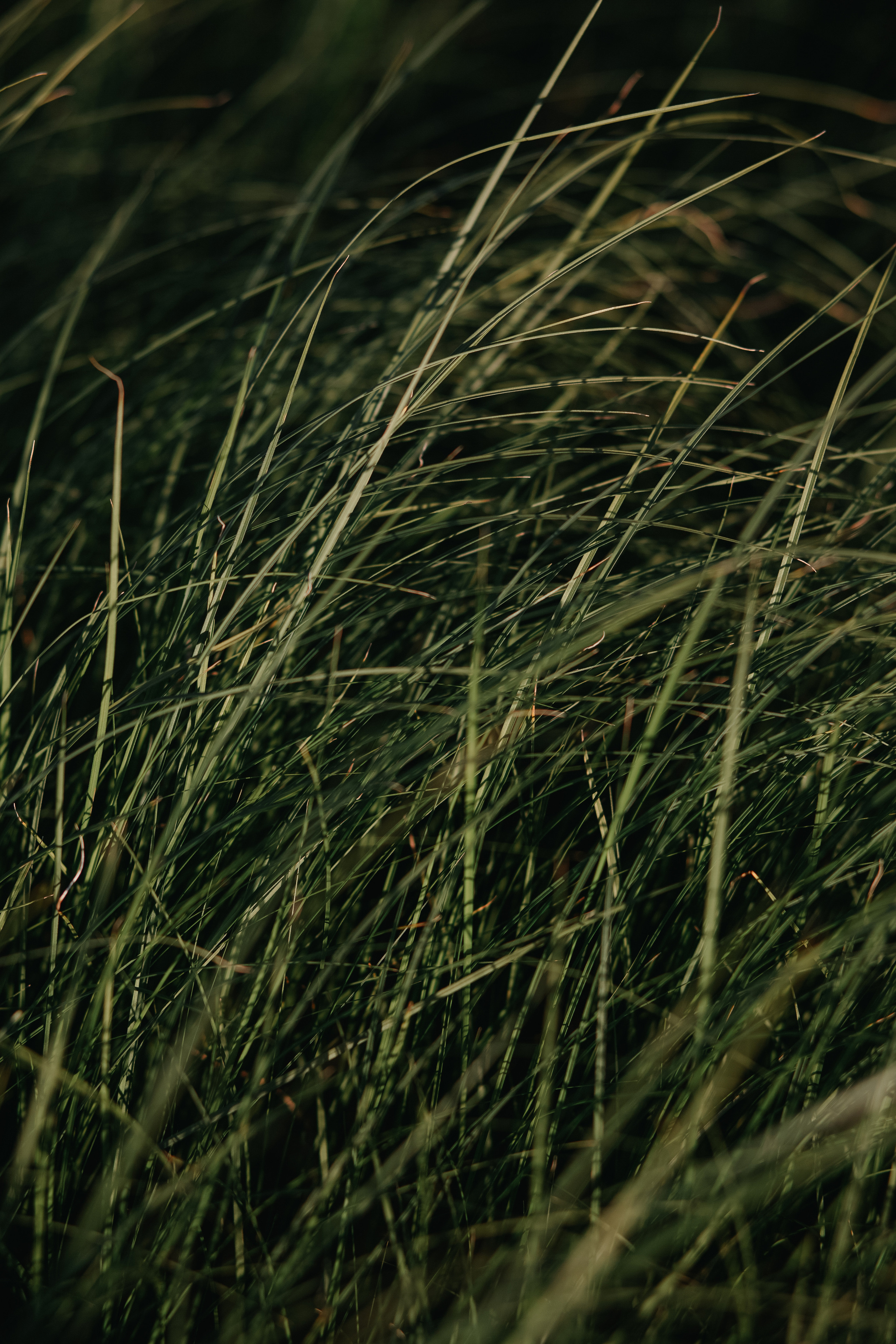 ПРИРОДА. MARIA SOKOLOVA