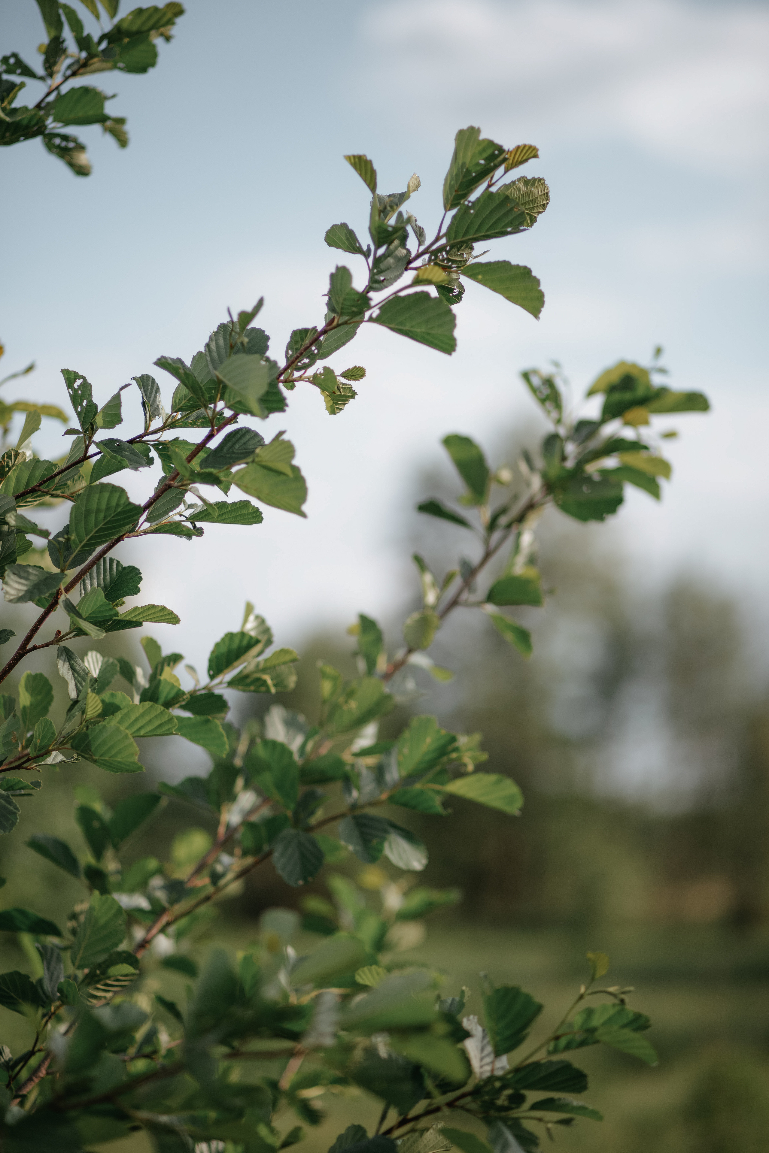 ПРИРОДА. MARIA SOKOLOVA