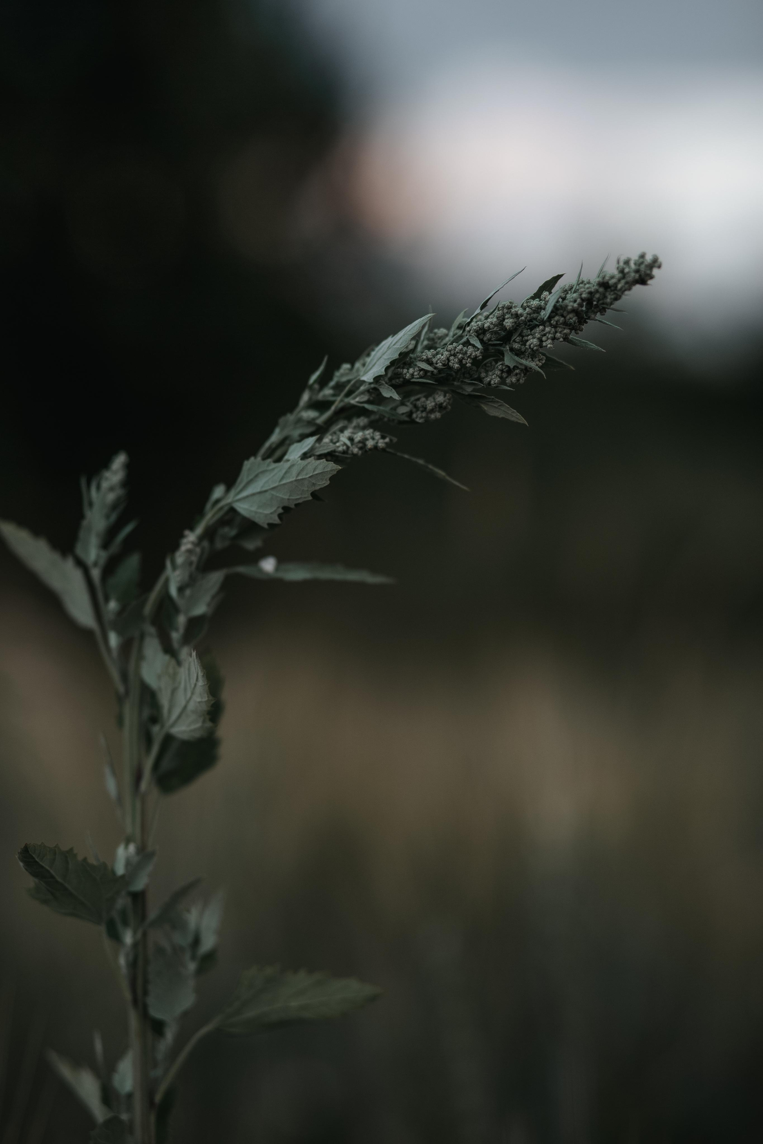 ПРИРОДА. MARIA SOKOLOVA