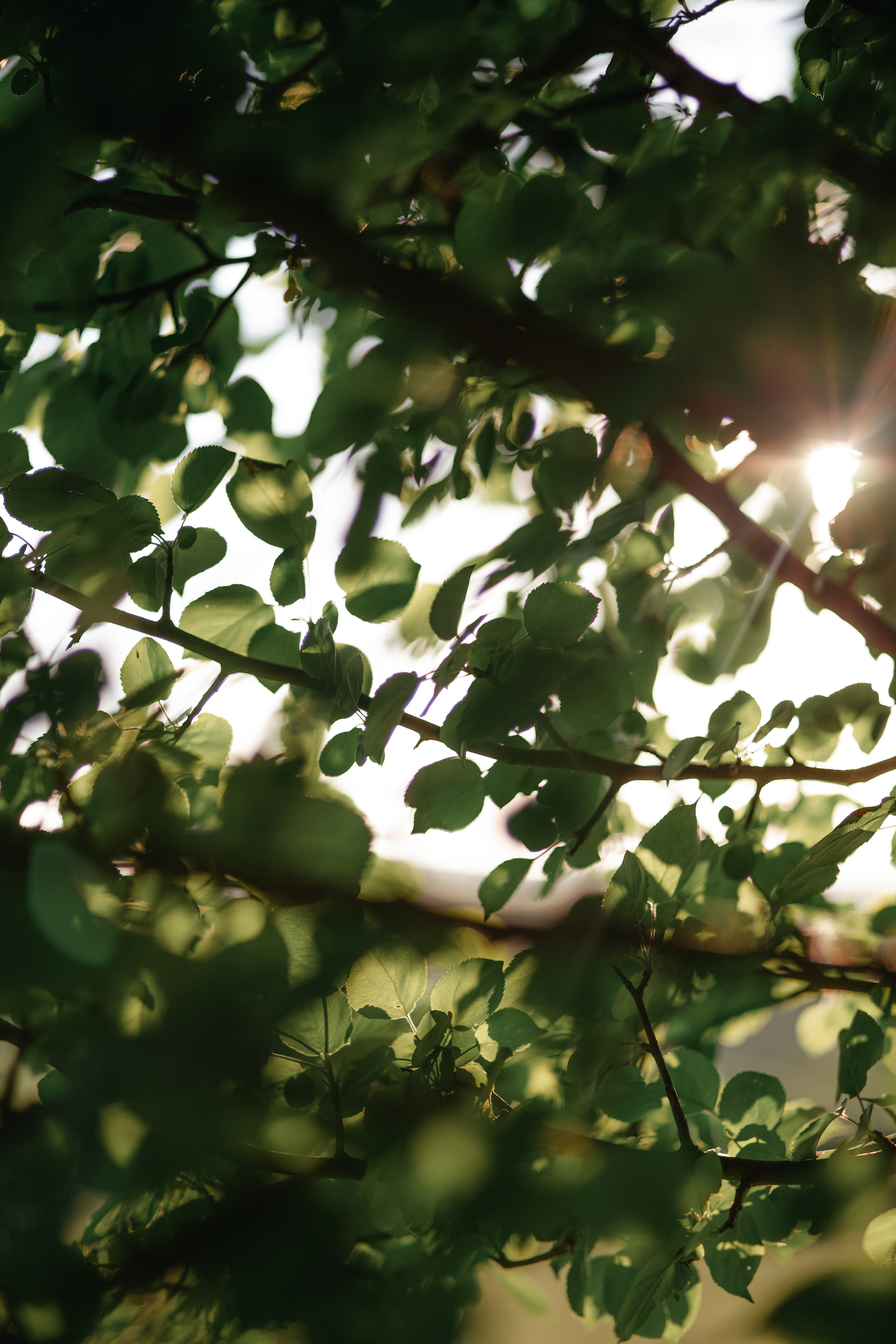 ПРИРОДА. MARIA SOKOLOVA