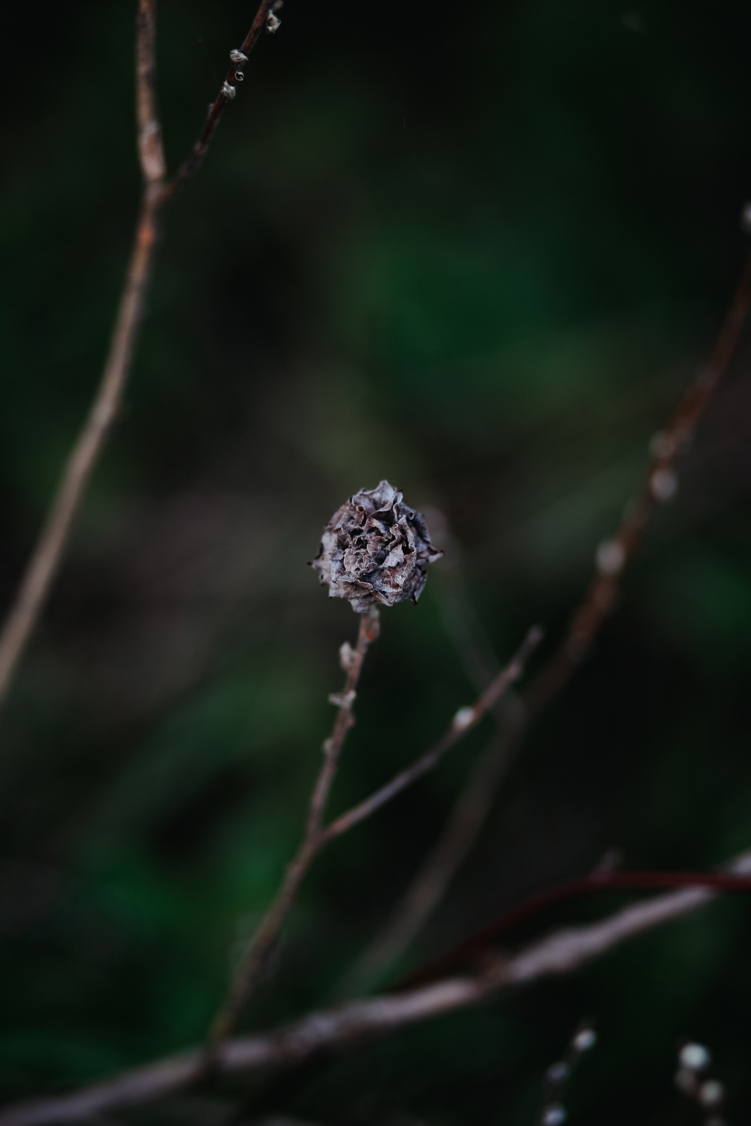 ПРИРОДА. MARIA SOKOLOVA