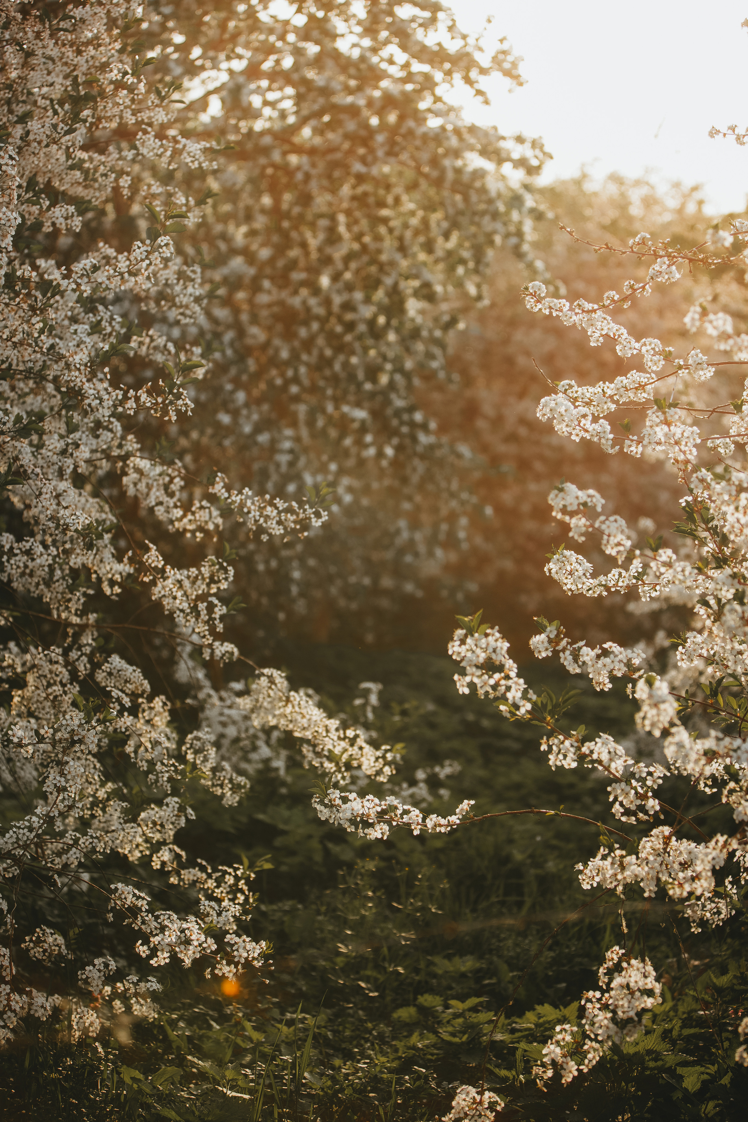 ПРИРОДА. MARIA SOKOLOVA