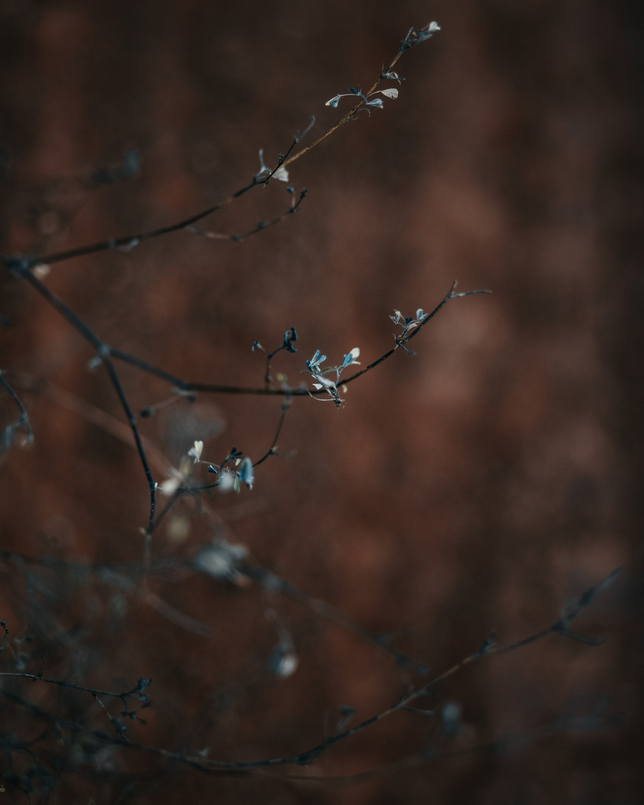 ПРИРОДА. MARIA SOKOLOVA