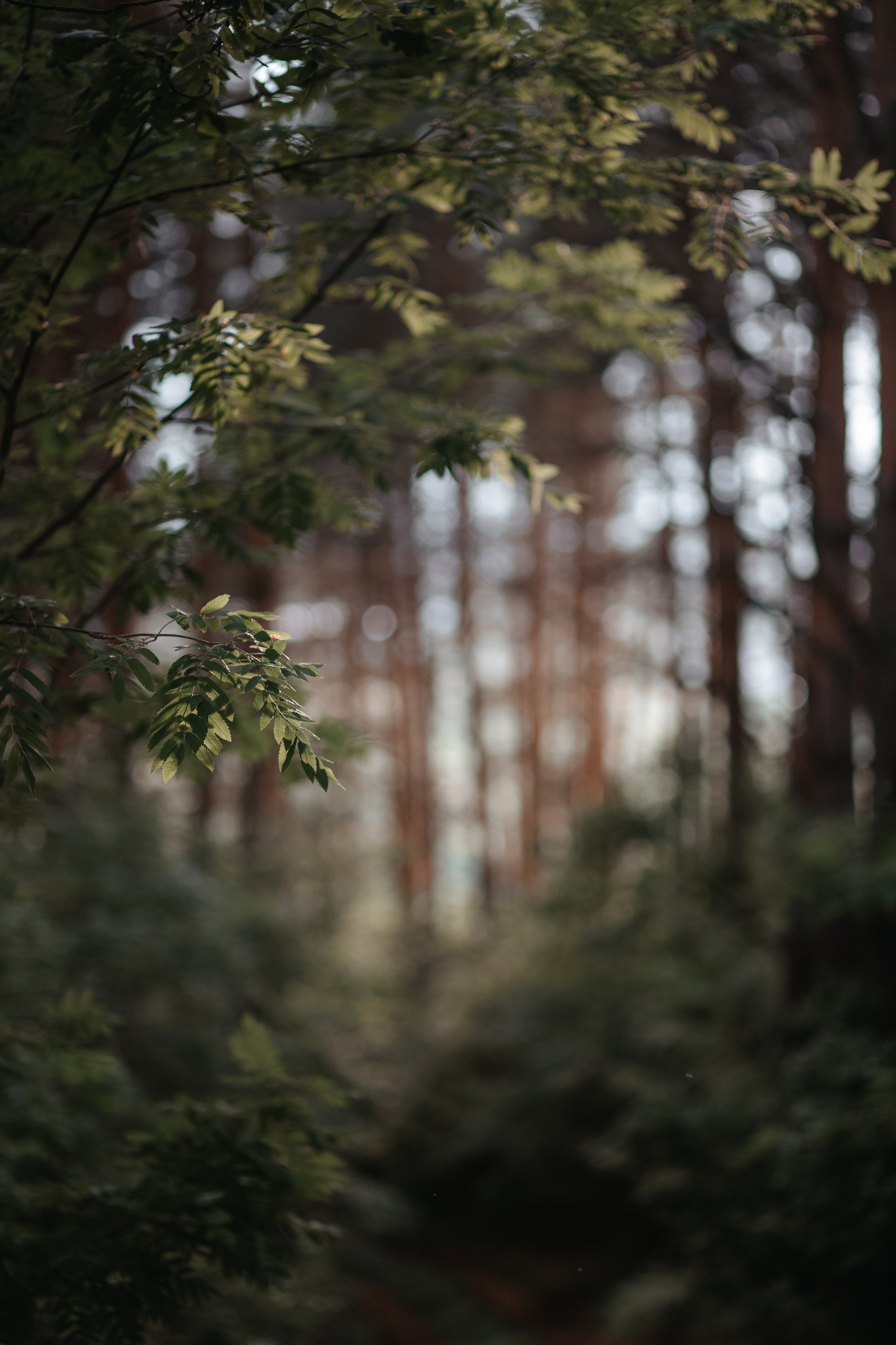 ПРИРОДА. MARIA SOKOLOVA