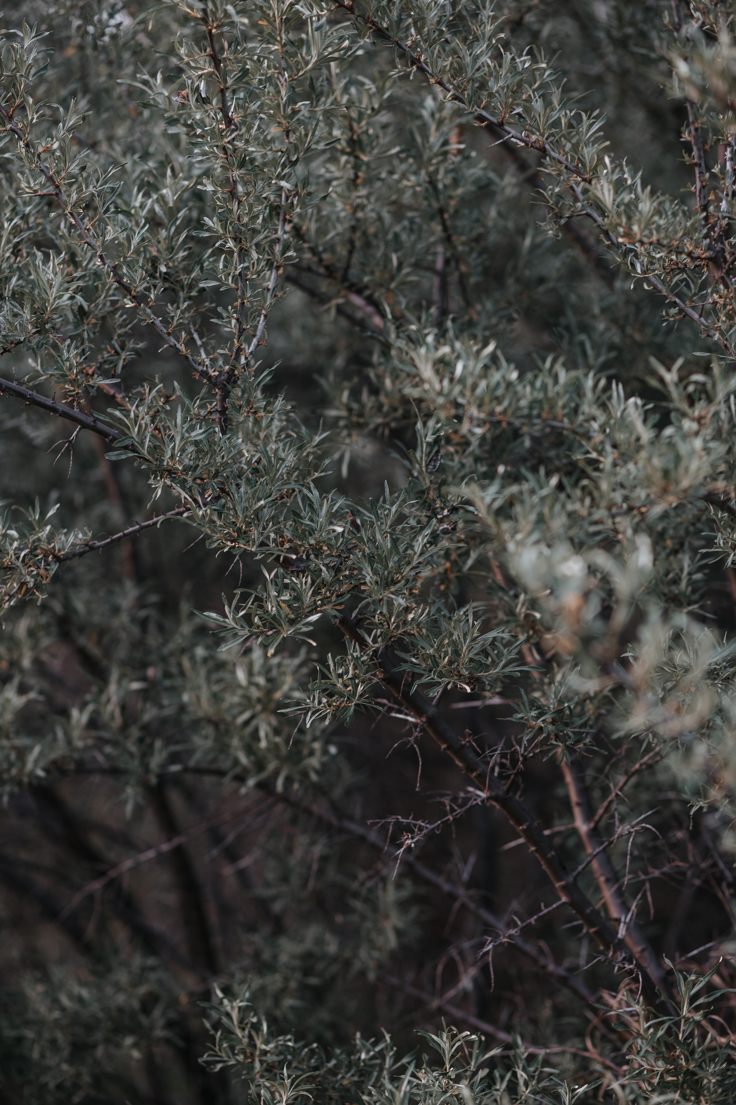 ПРИРОДА. MARIA SOKOLOVA