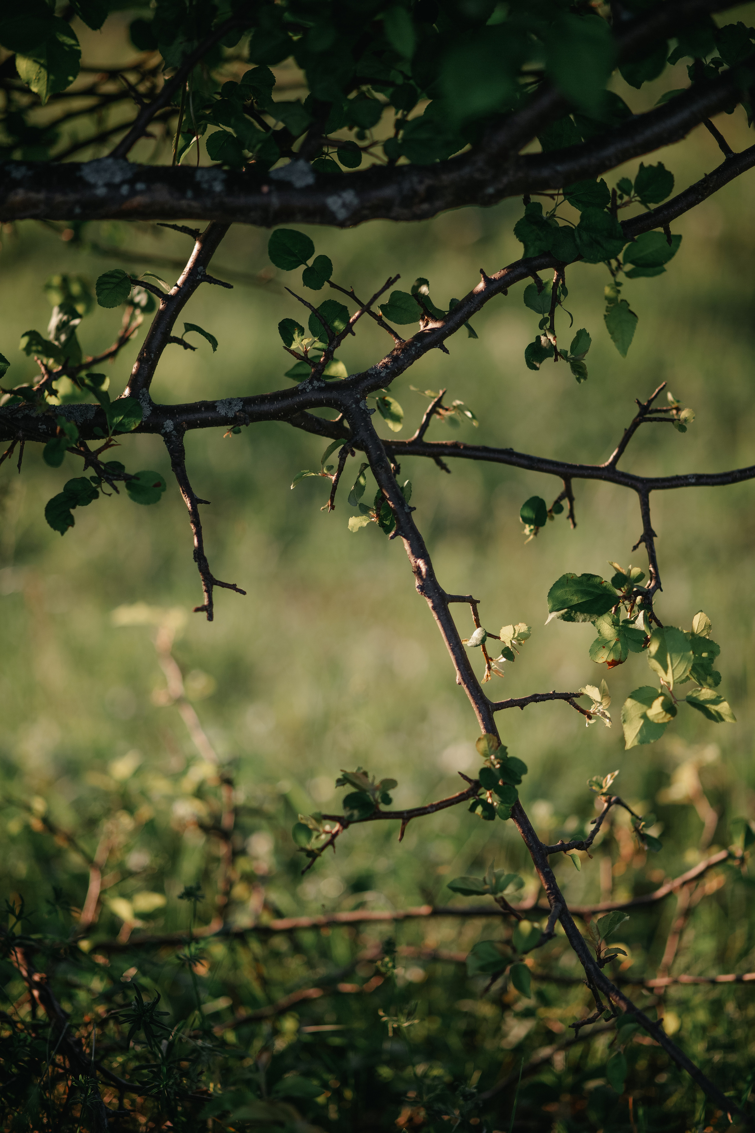 ПРИРОДА. MARIA SOKOLOVA