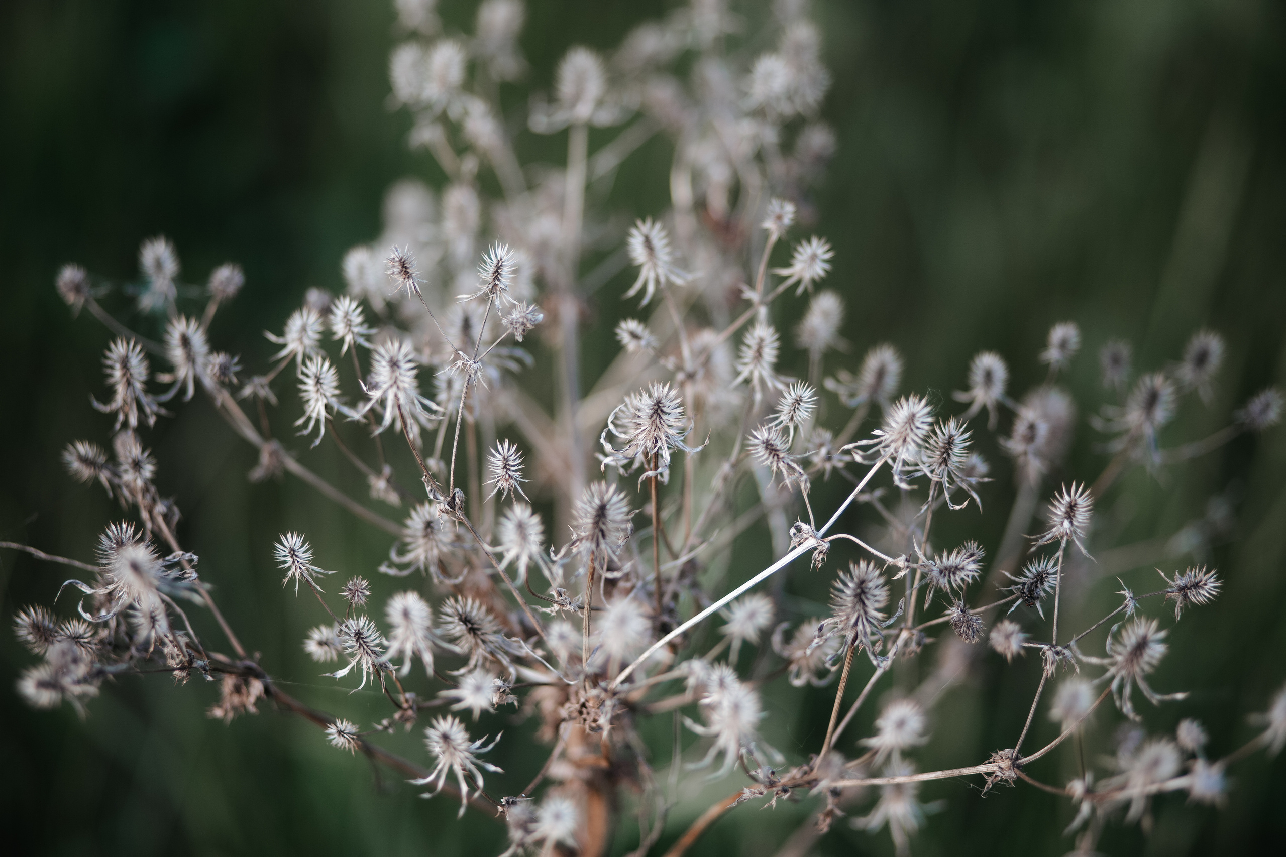 ПРИРОДА. MARIA SOKOLOVA