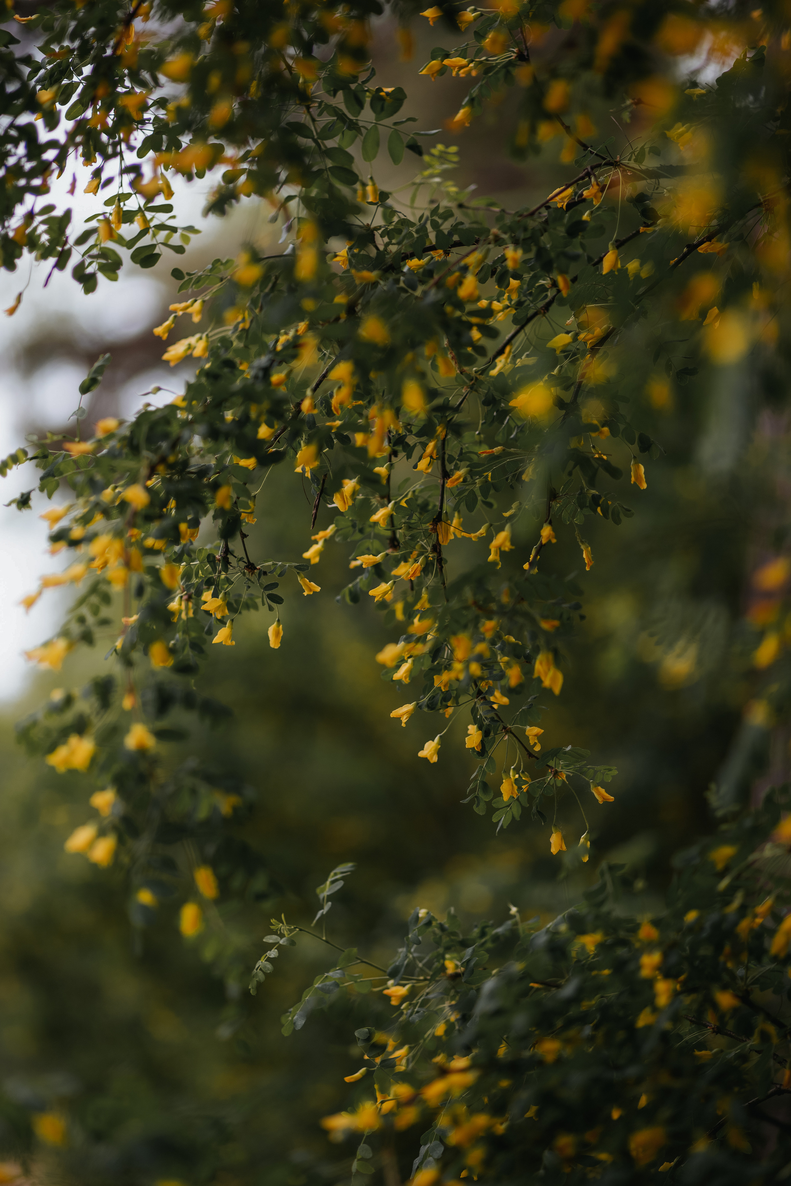 ПРИРОДА. MARIA SOKOLOVA