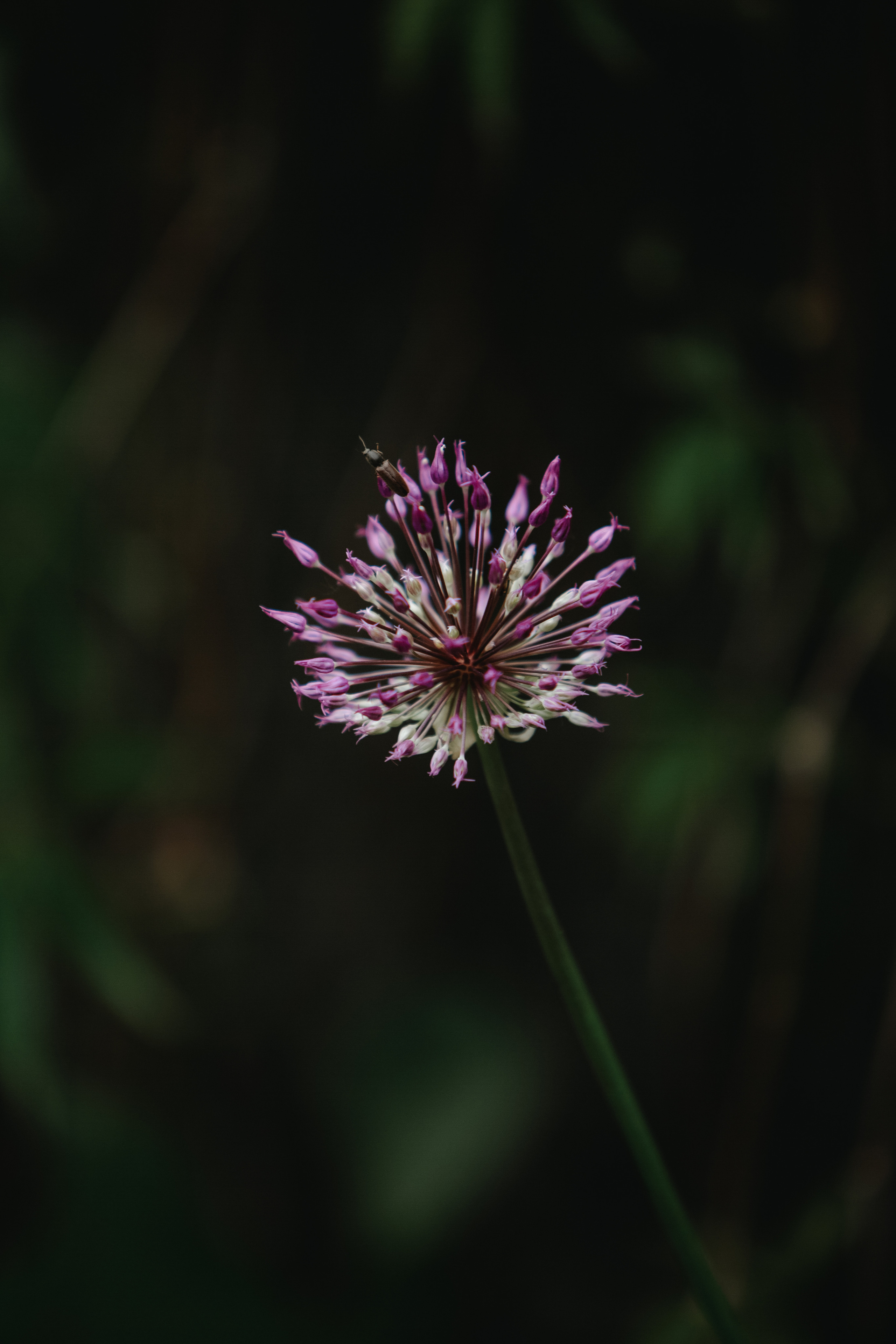 ПРИРОДА. MARIA SOKOLOVA