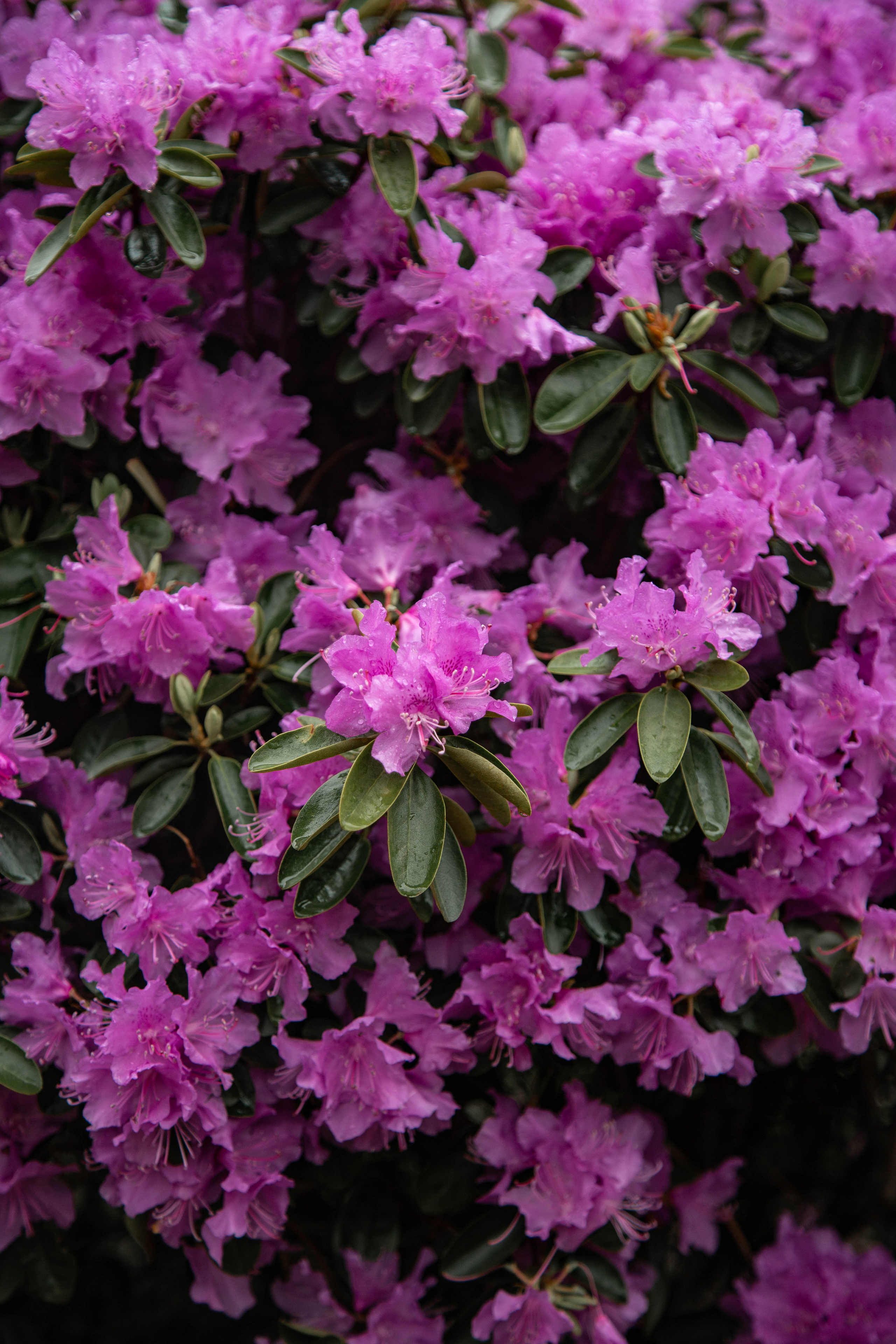 ПРИРОДА. MARIA SOKOLOVA