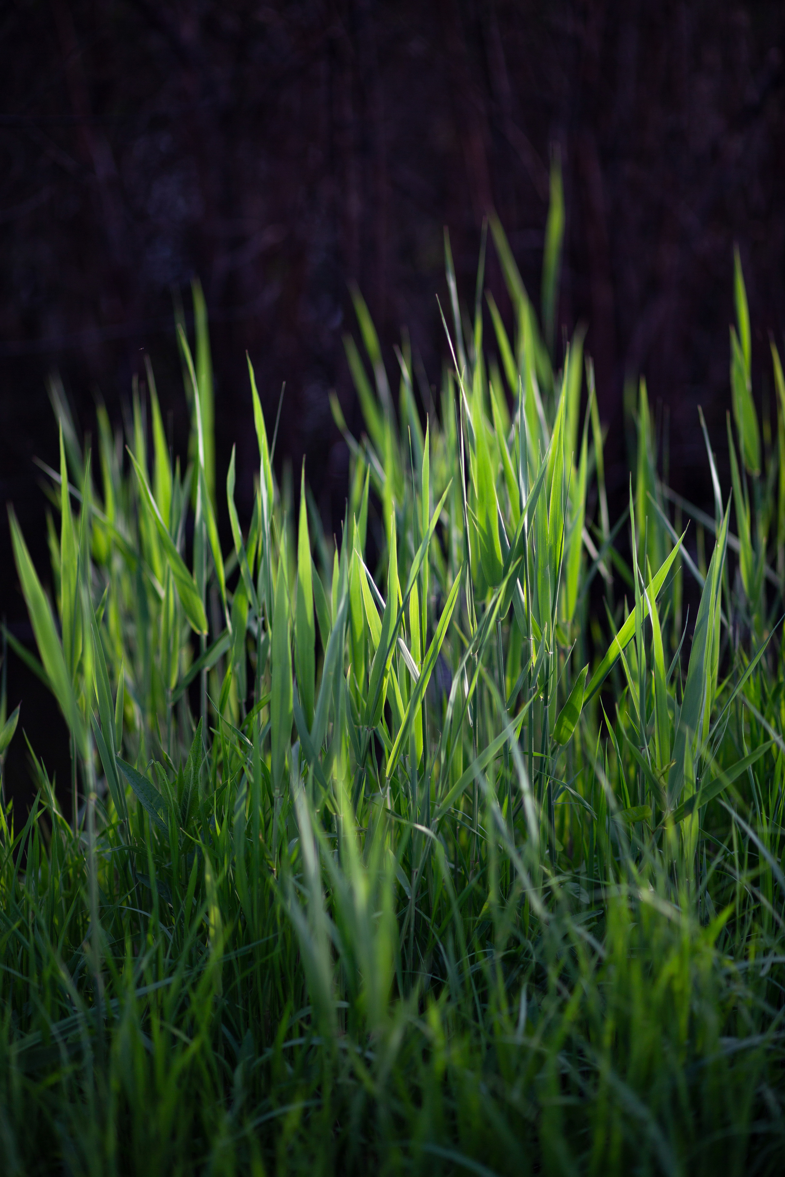 ПРИРОДА. MARIA SOKOLOVA