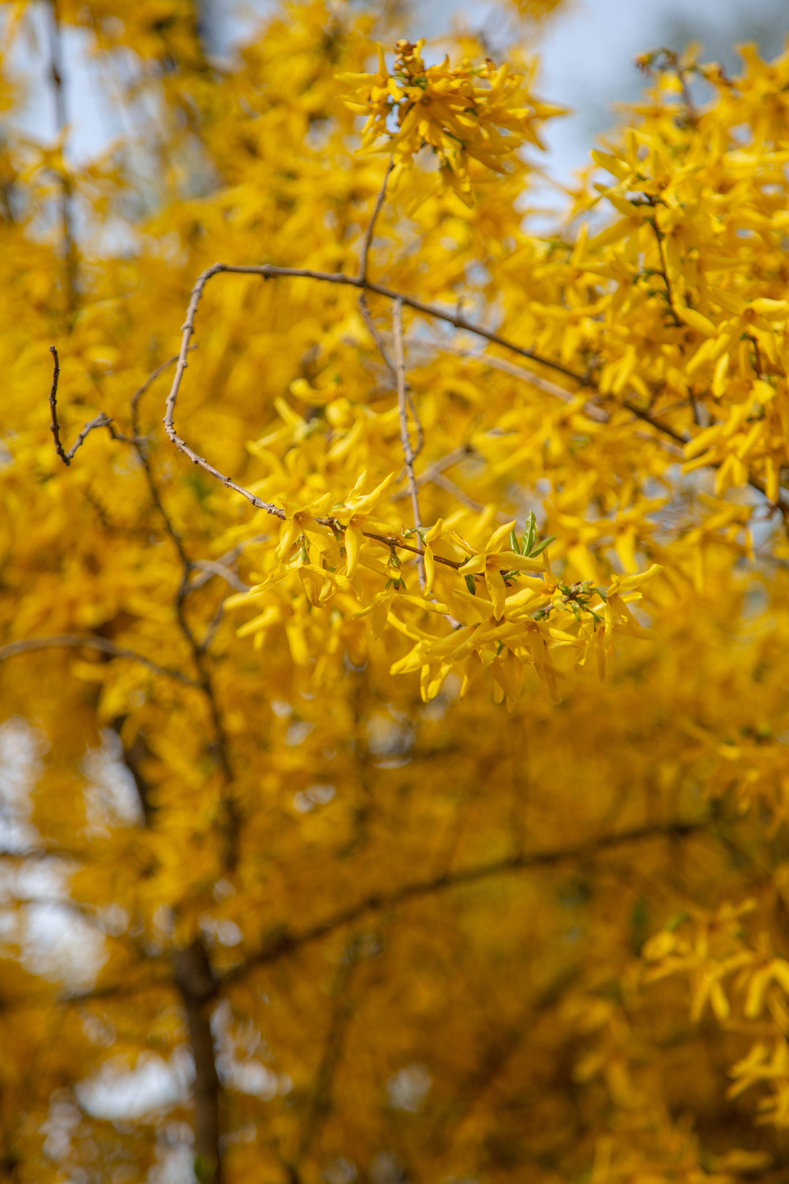 ПРИРОДА. MARIA SOKOLOVA