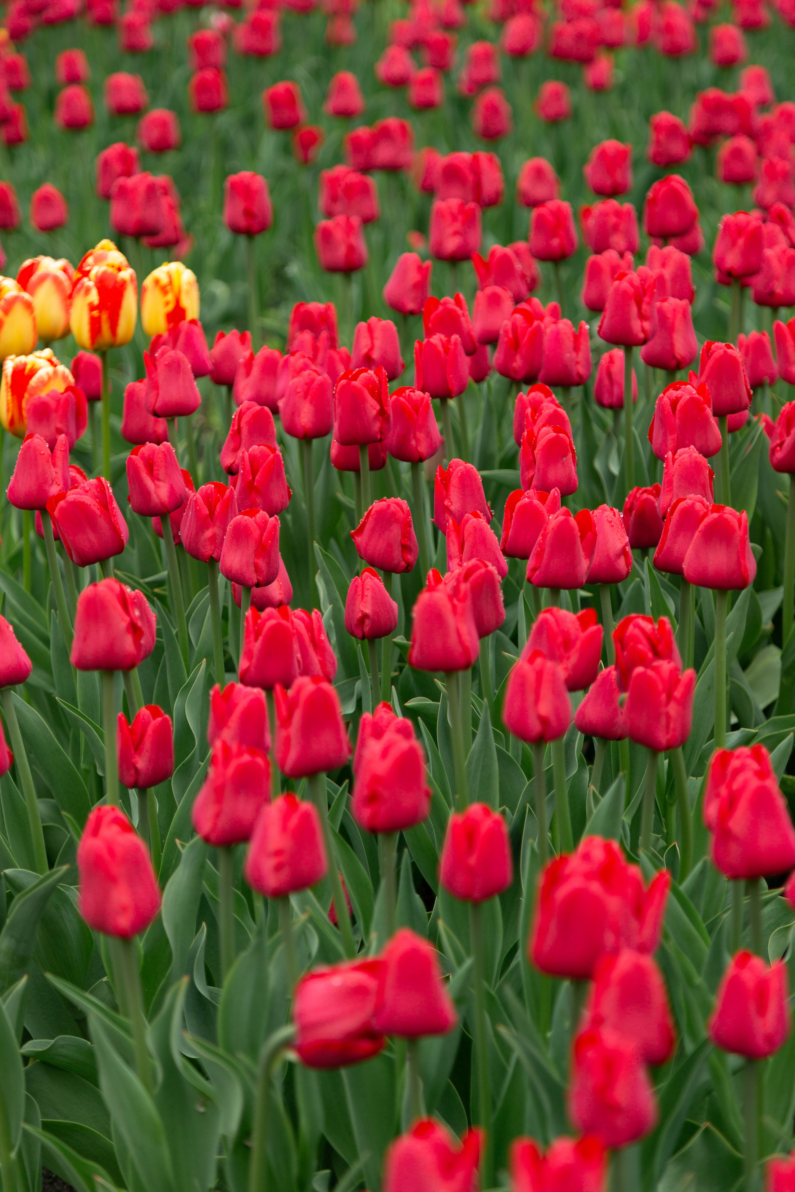 ПРИРОДА. MARIA SOKOLOVA