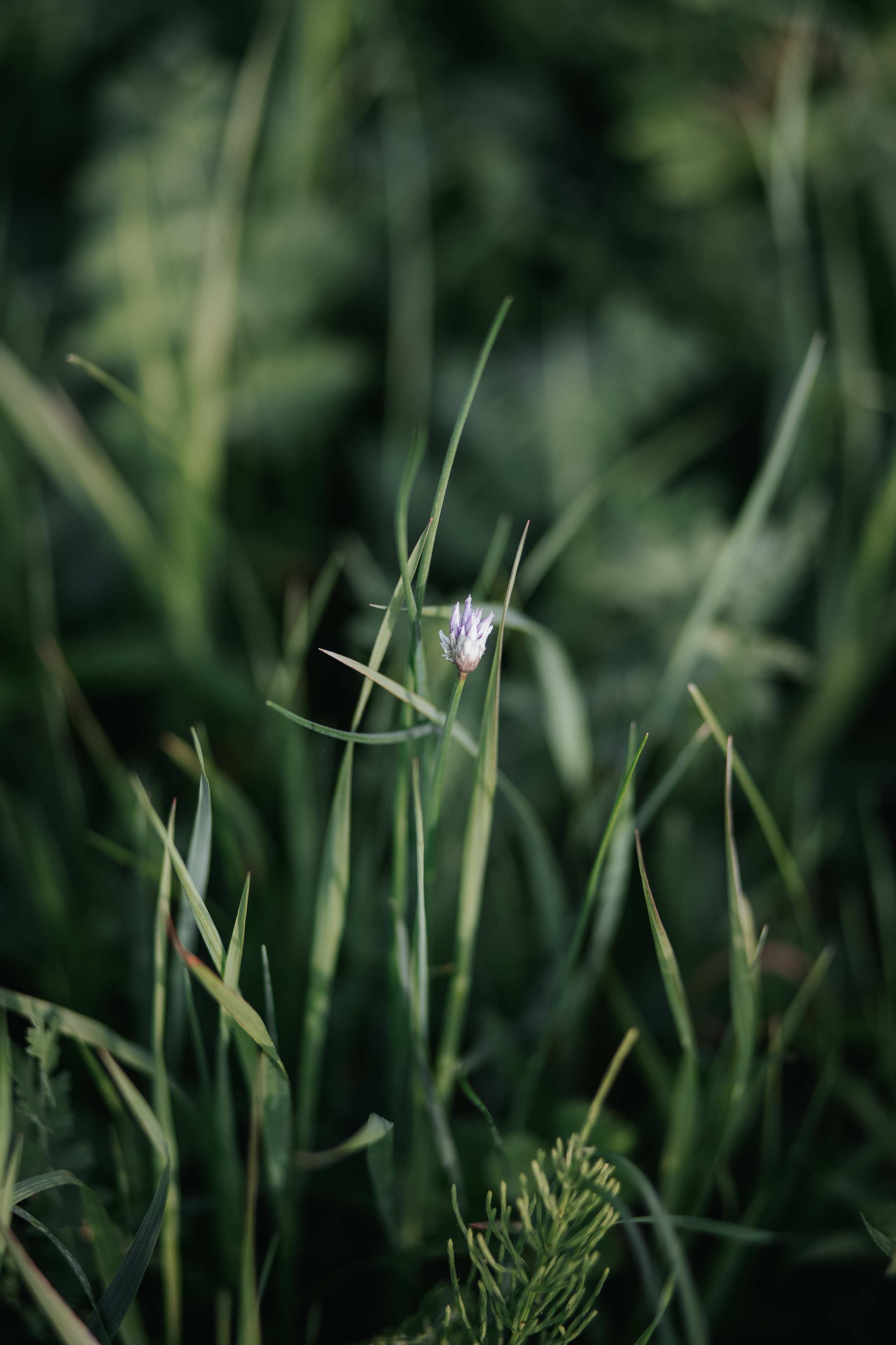 ПРИРОДА. MARIA SOKOLOVA