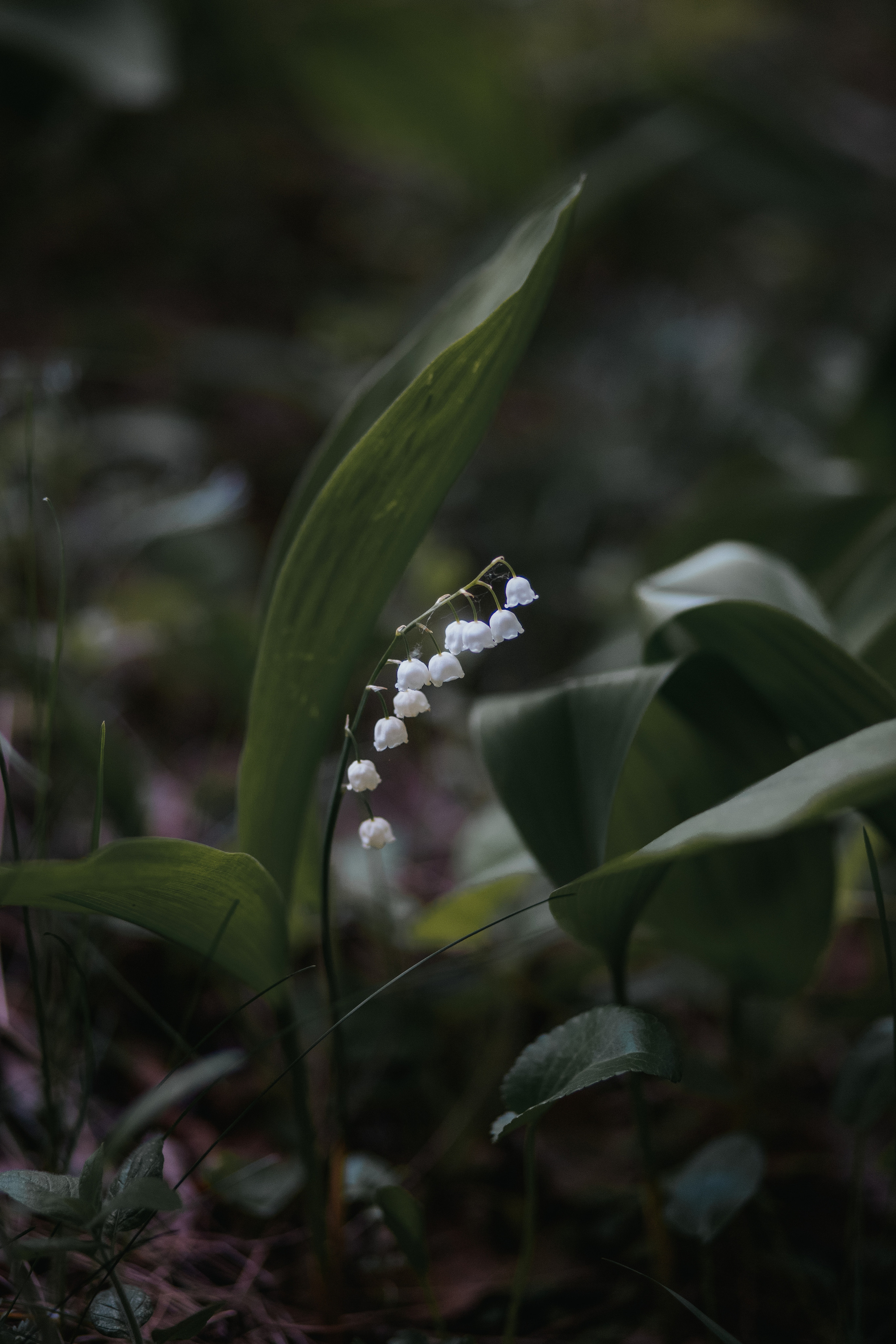 ПРИРОДА. MARIA SOKOLOVA