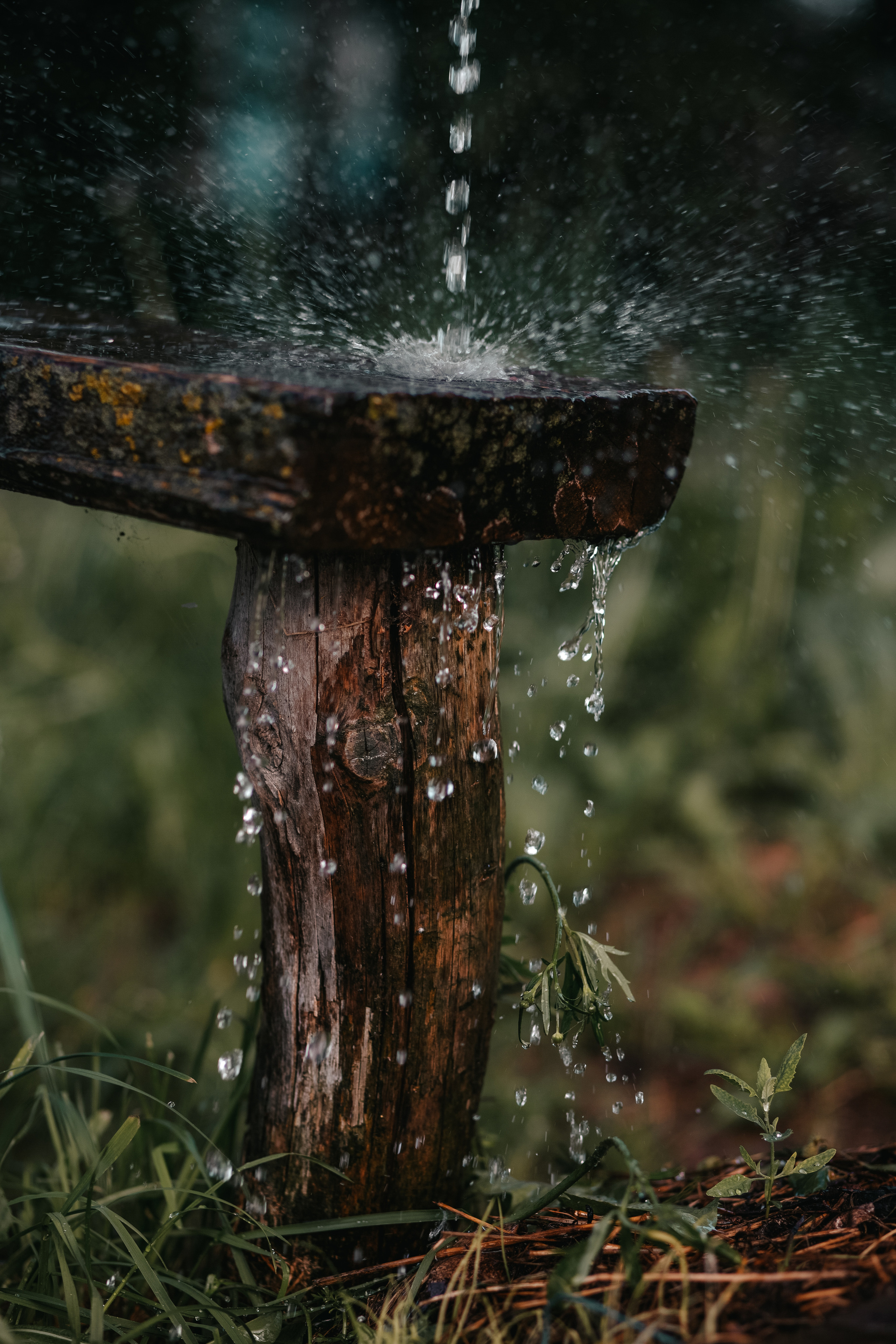 ПРИРОДА. MARIA SOKOLOVA