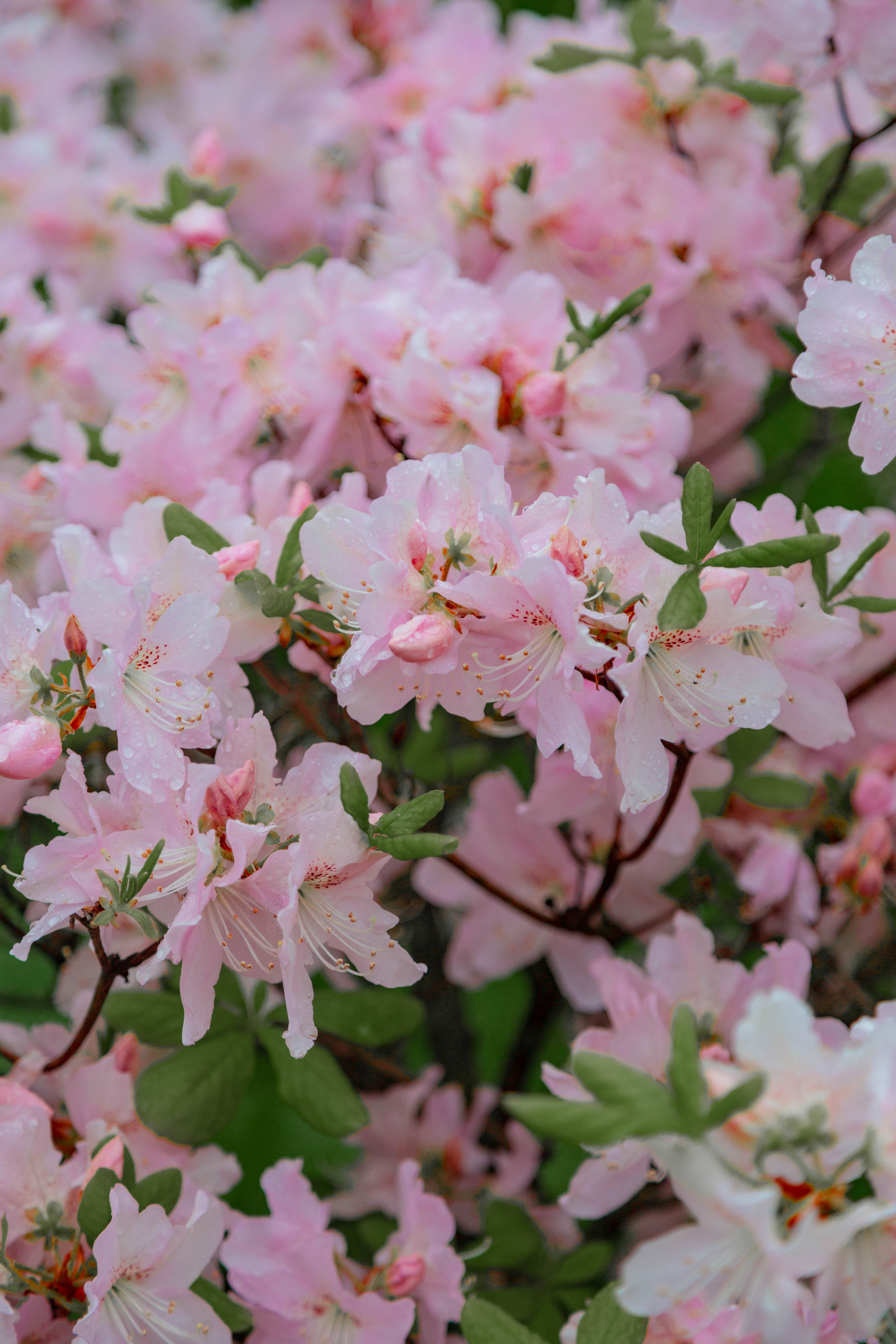 ПРИРОДА. MARIA SOKOLOVA