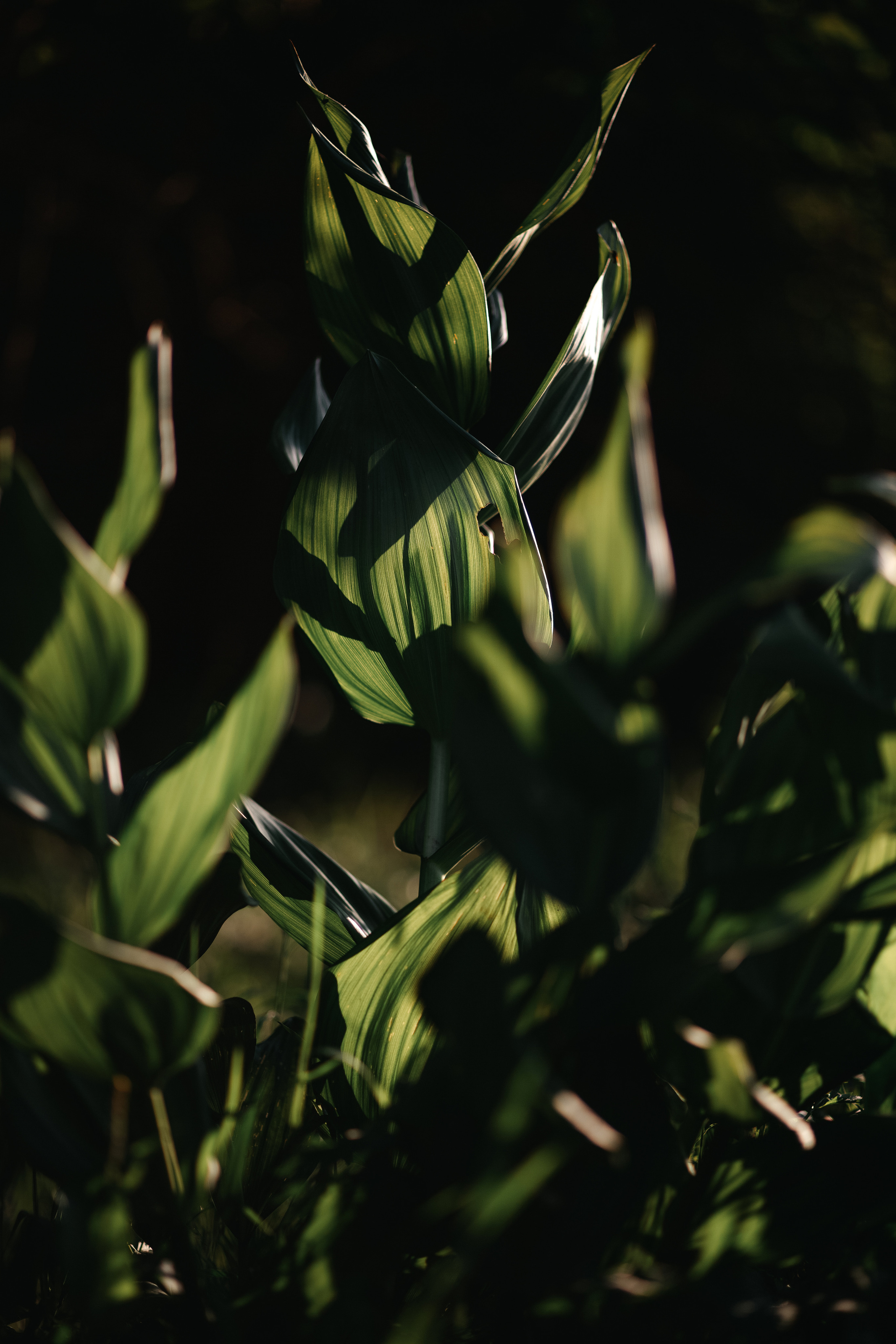 ПРИРОДА. MARIA SOKOLOVA