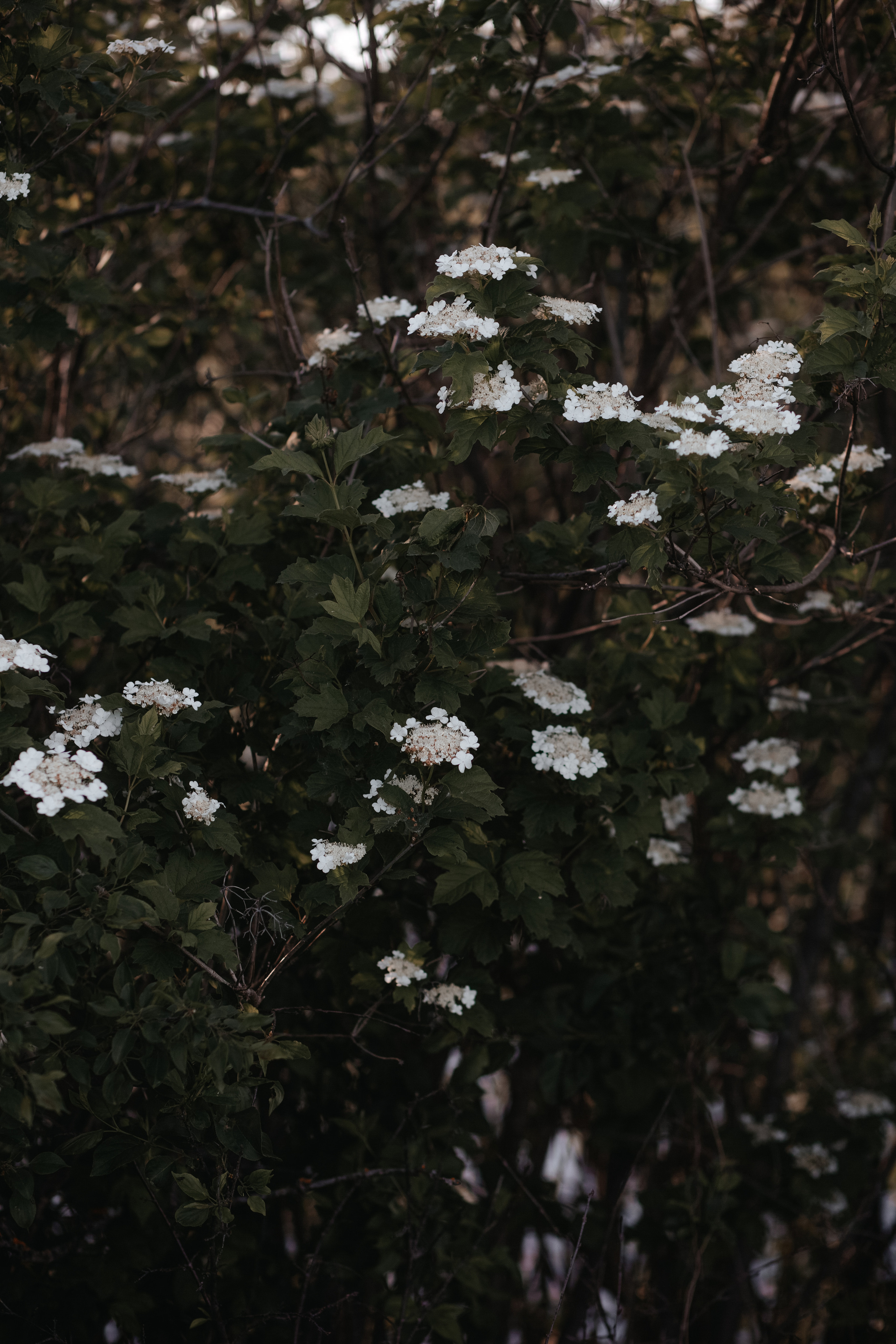 ПРИРОДА. MARIA SOKOLOVA