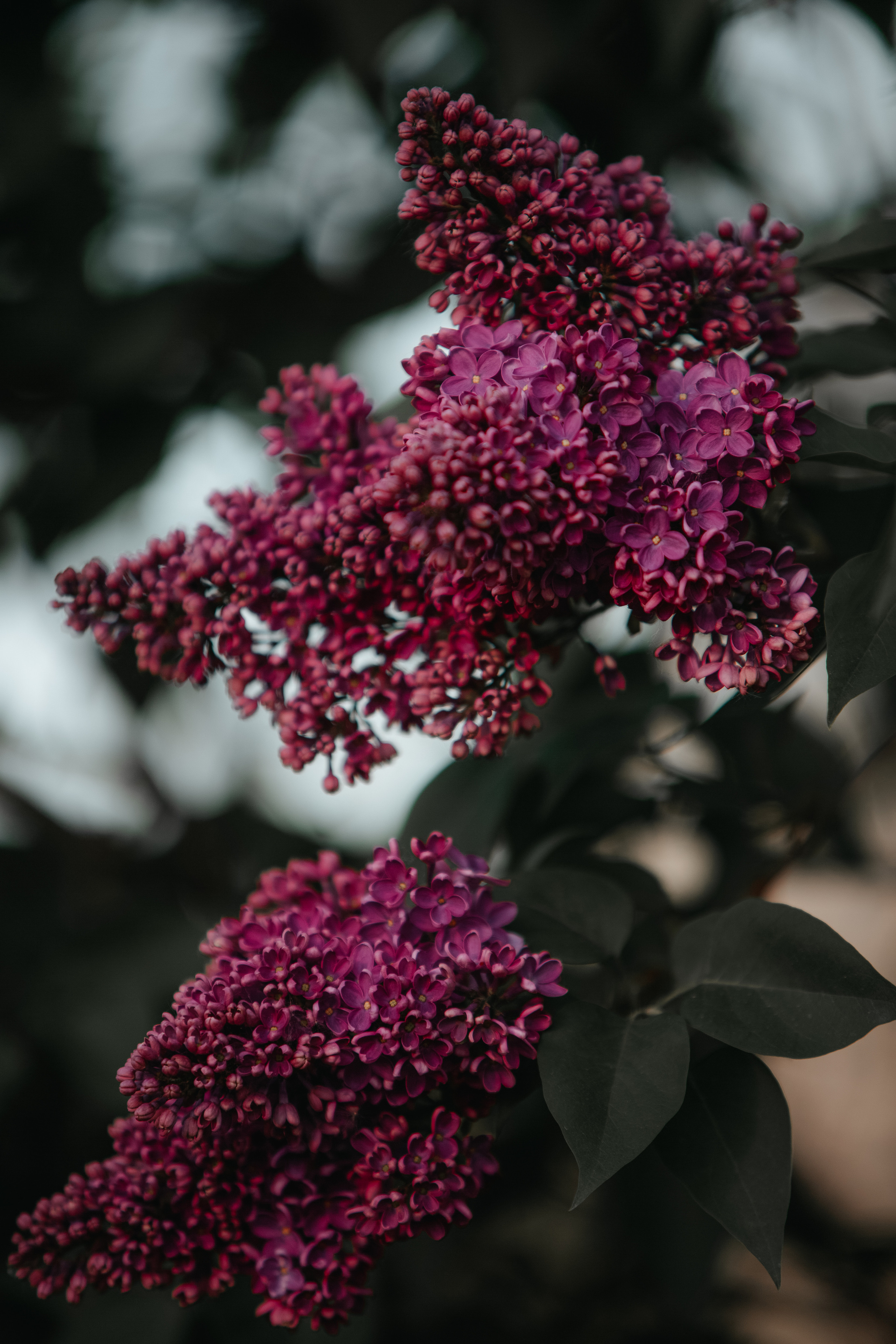 ПРИРОДА. MARIA SOKOLOVA