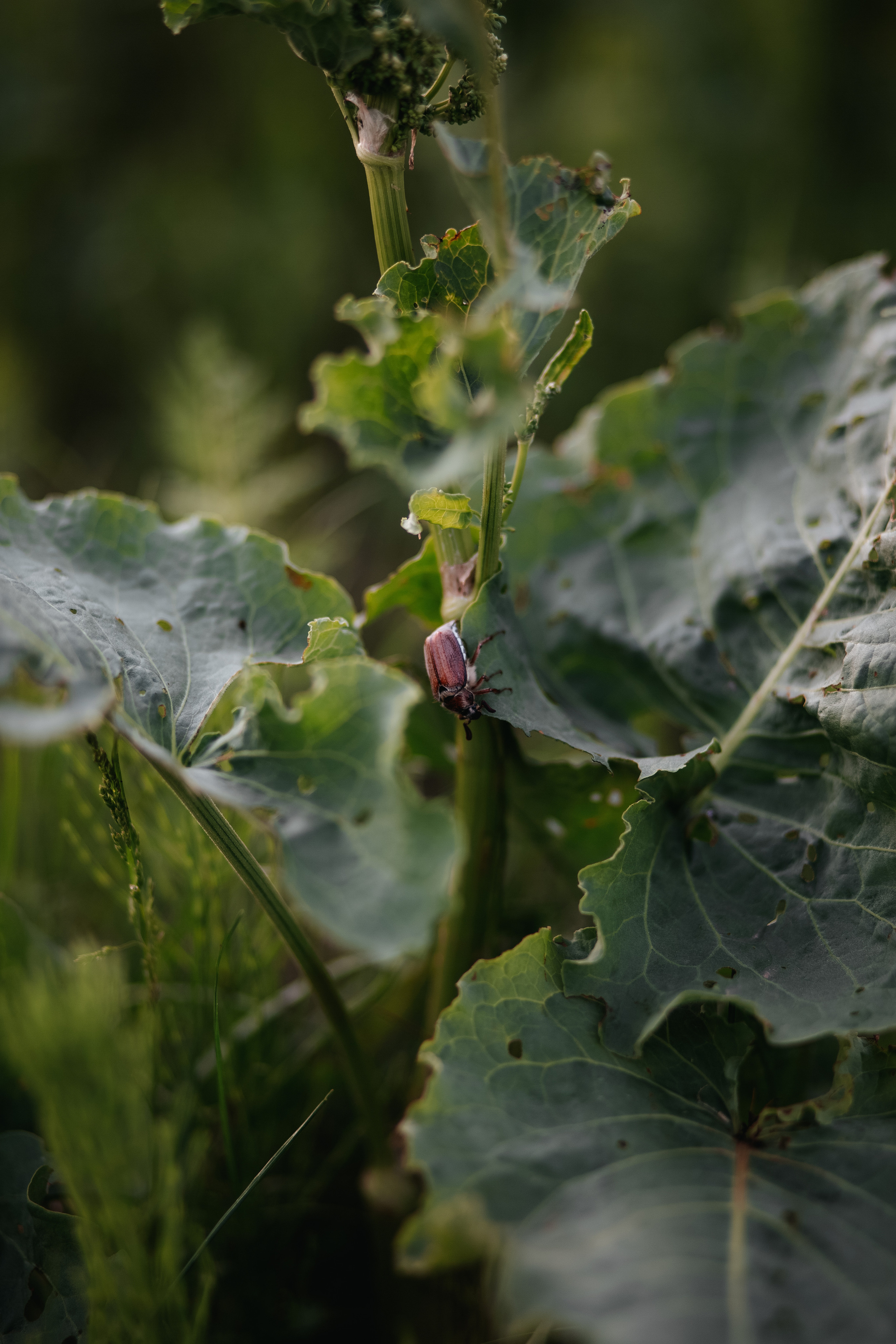 ПРИРОДА. MARIA SOKOLOVA