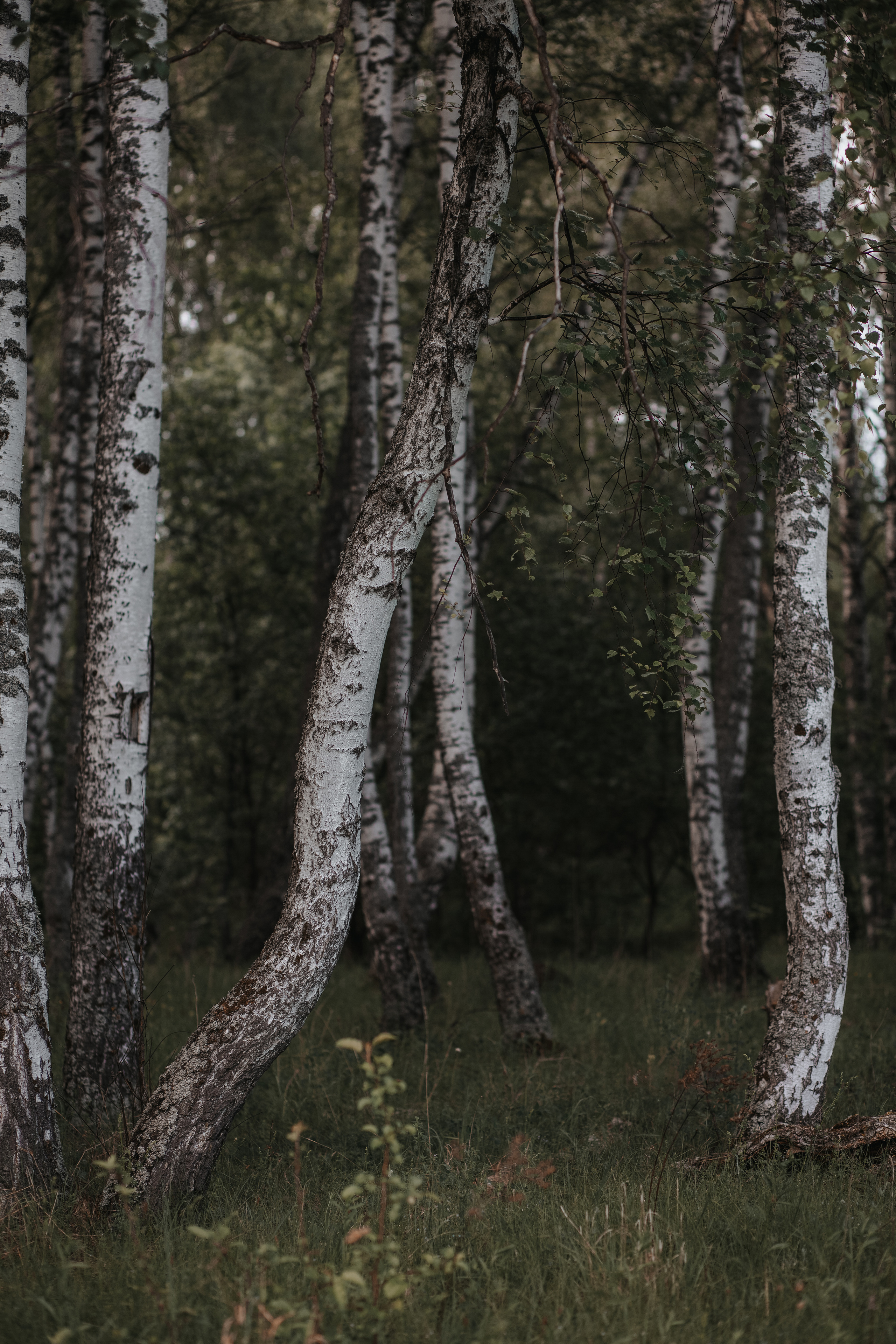 ПРИРОДА. MARIA SOKOLOVA