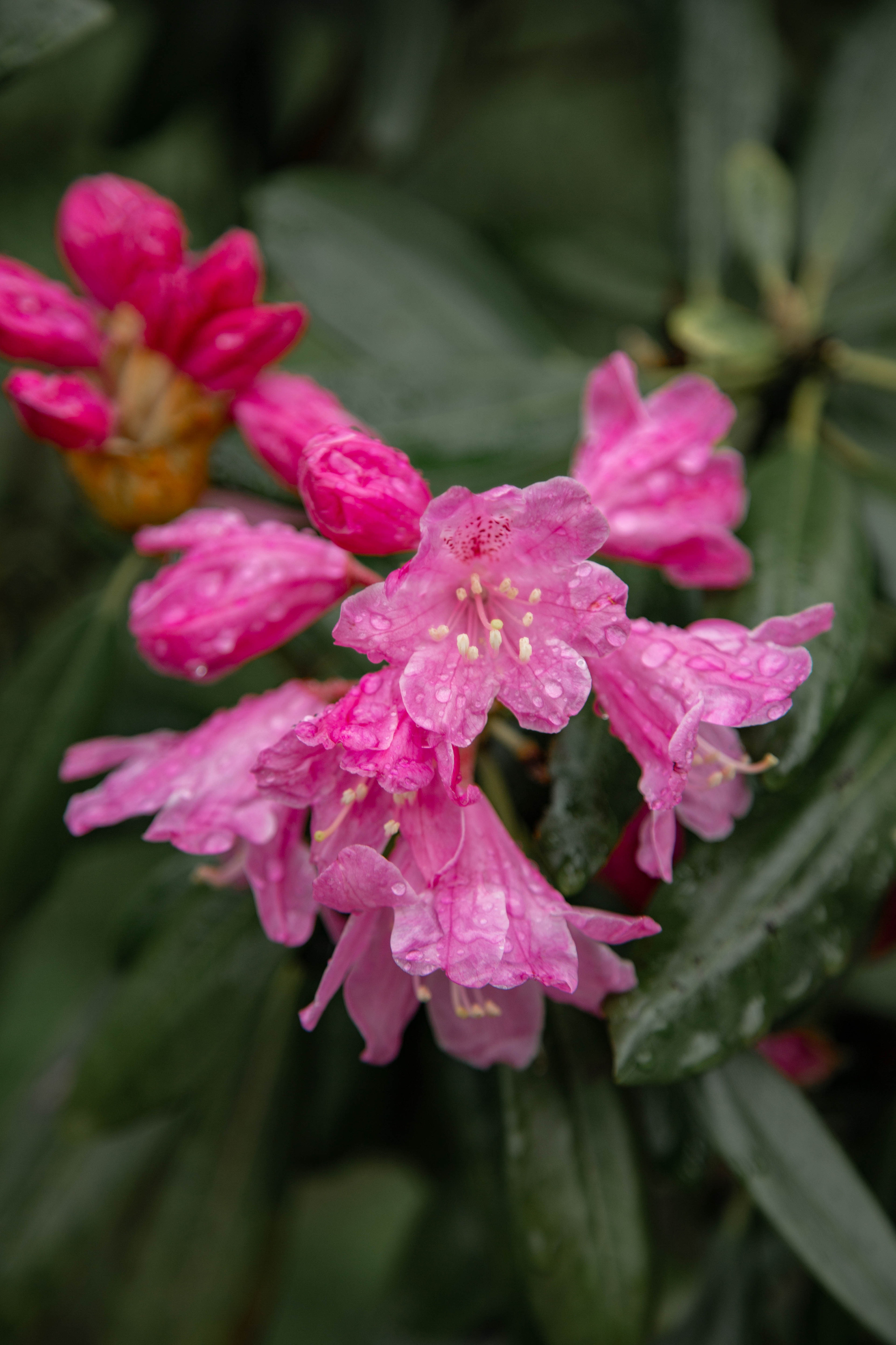 ПРИРОДА. MARIA SOKOLOVA