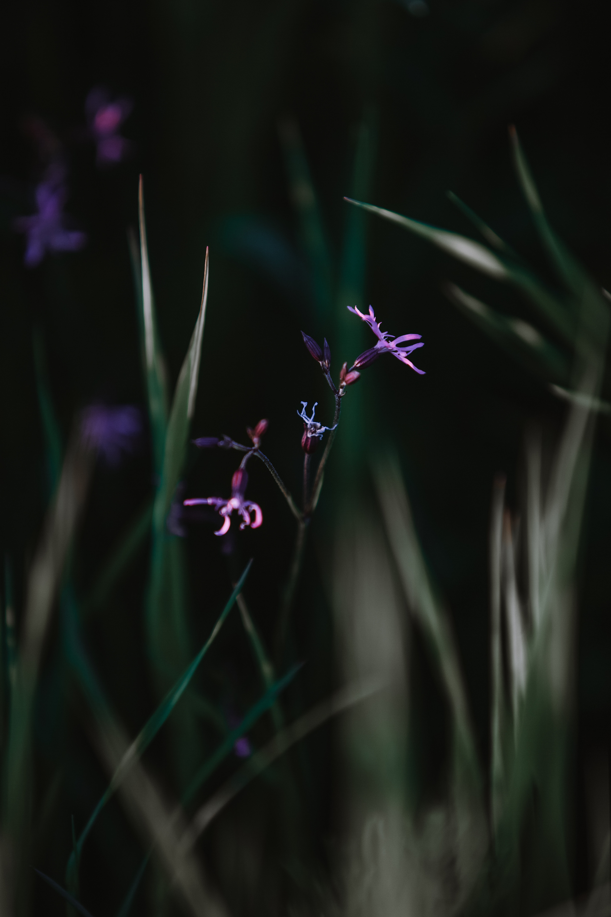 ПРИРОДА. MARIA SOKOLOVA