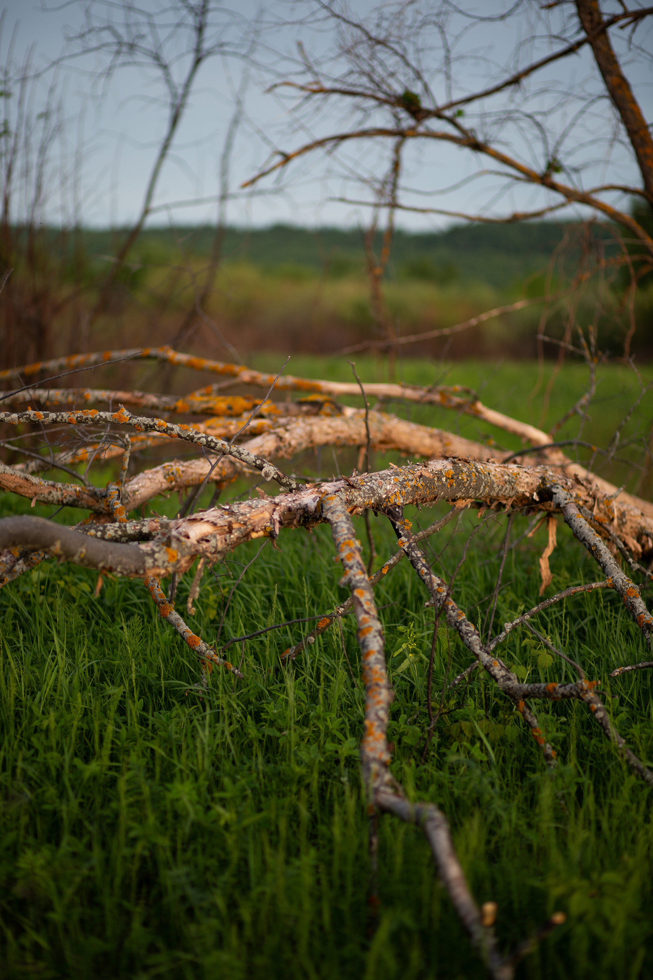 ПРИРОДА. MARIA SOKOLOVA