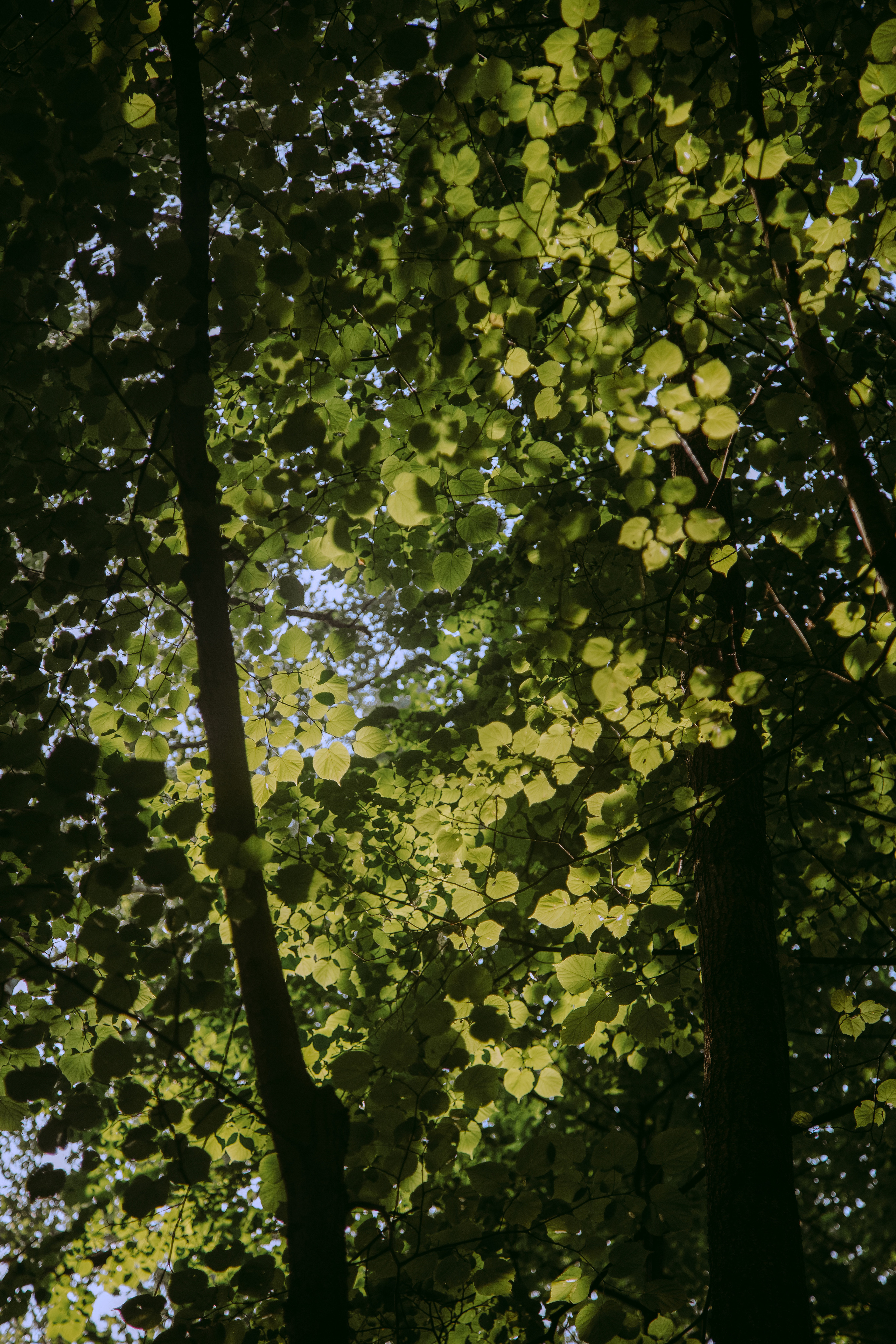 ПРИРОДА. MARIA SOKOLOVA