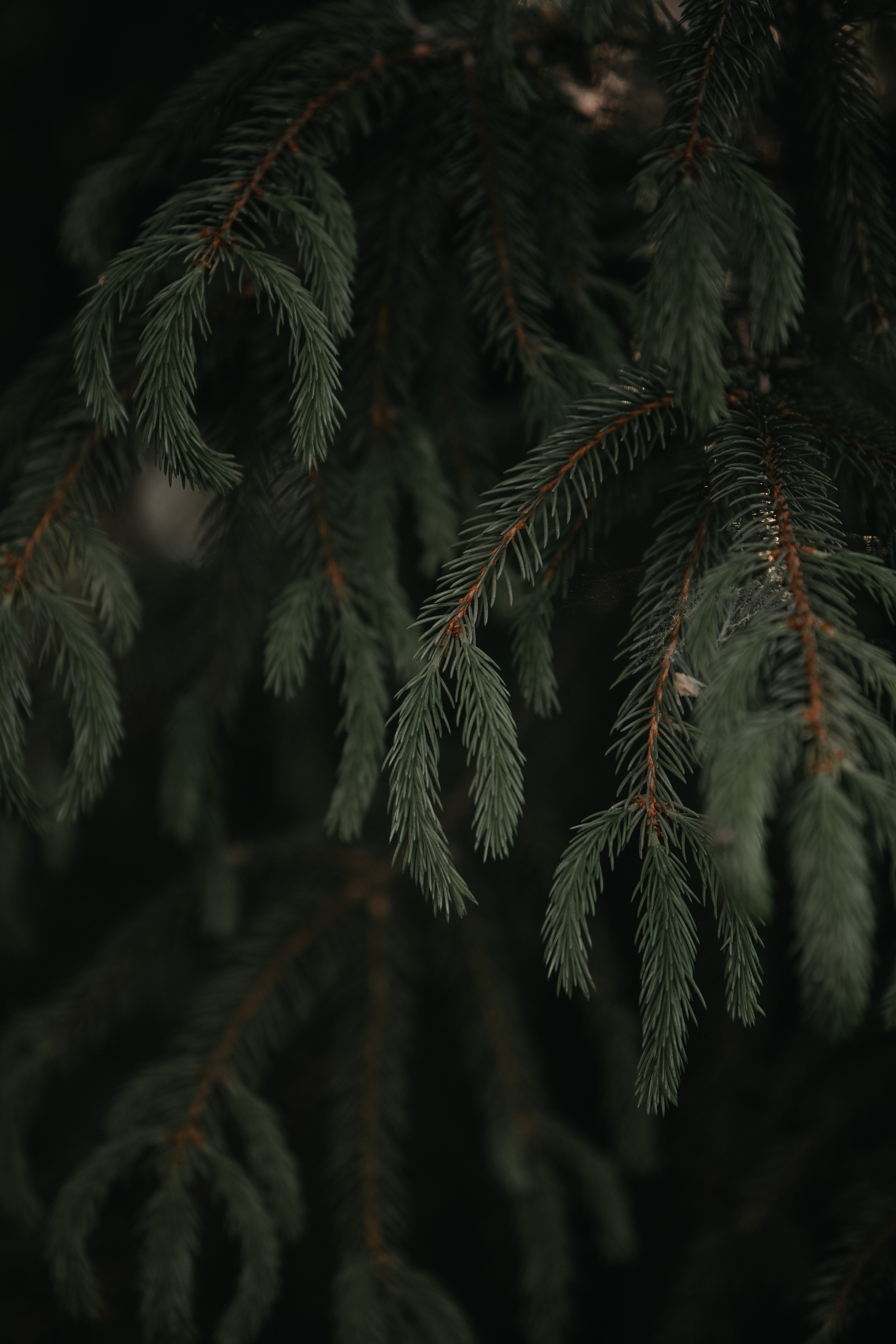 ПРИРОДА. MARIA SOKOLOVA