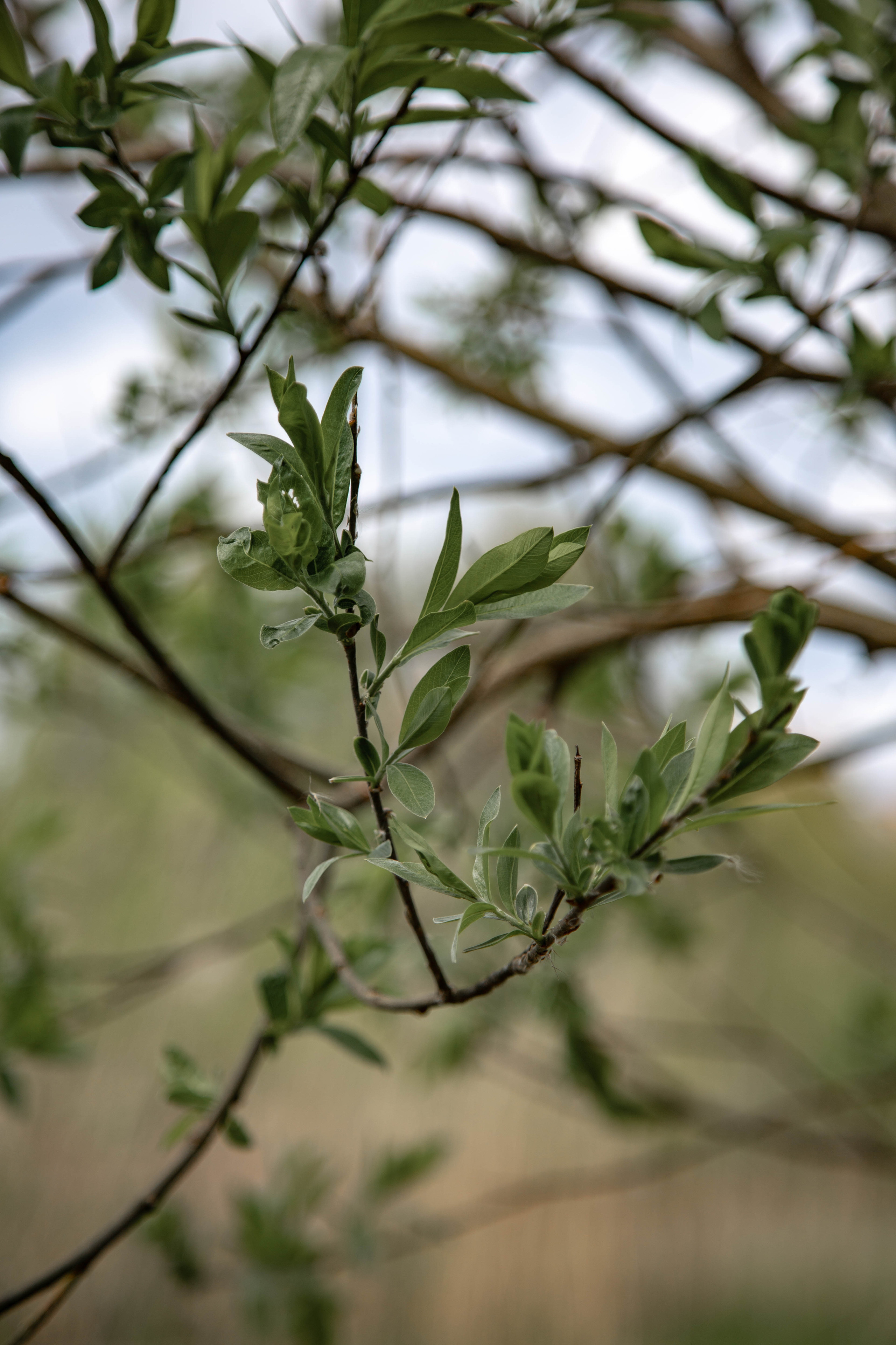 ПРИРОДА. MARIA SOKOLOVA