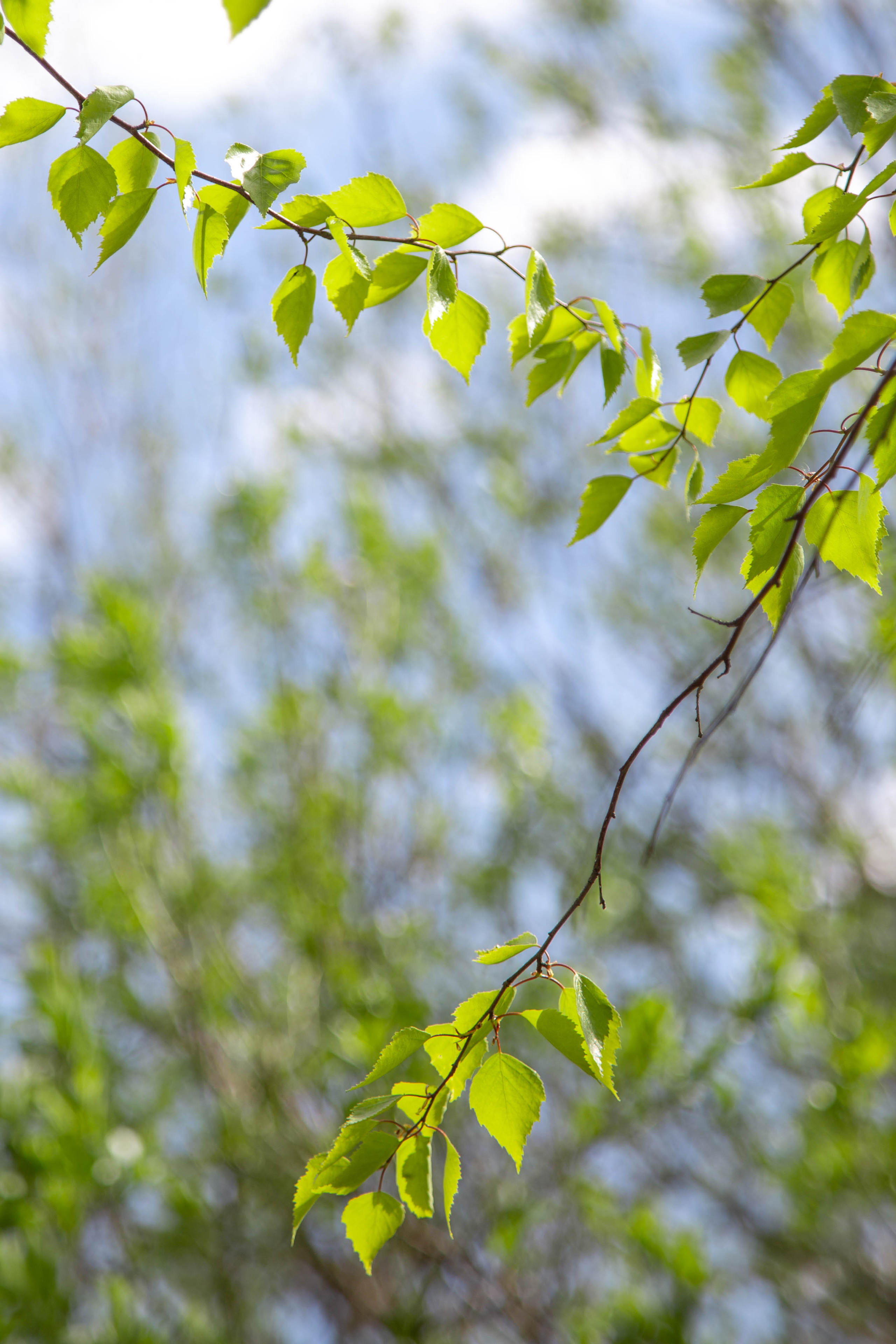 ПРИРОДА. MARIA SOKOLOVA