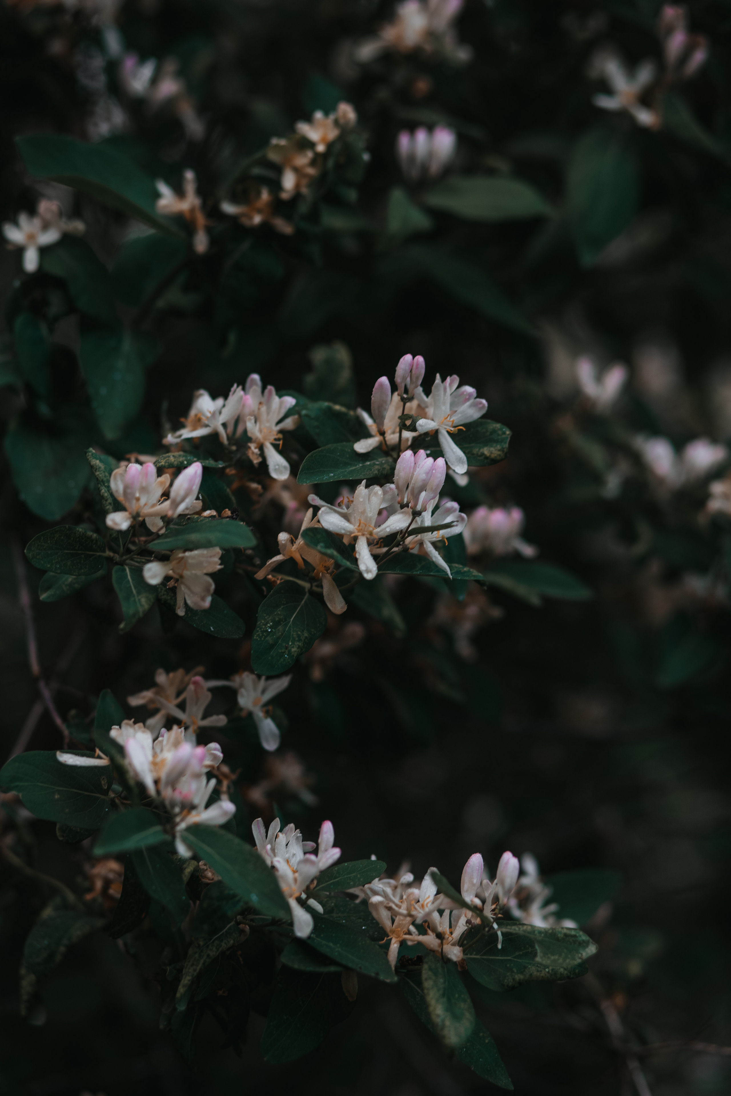 ПРИРОДА. MARIA SOKOLOVA