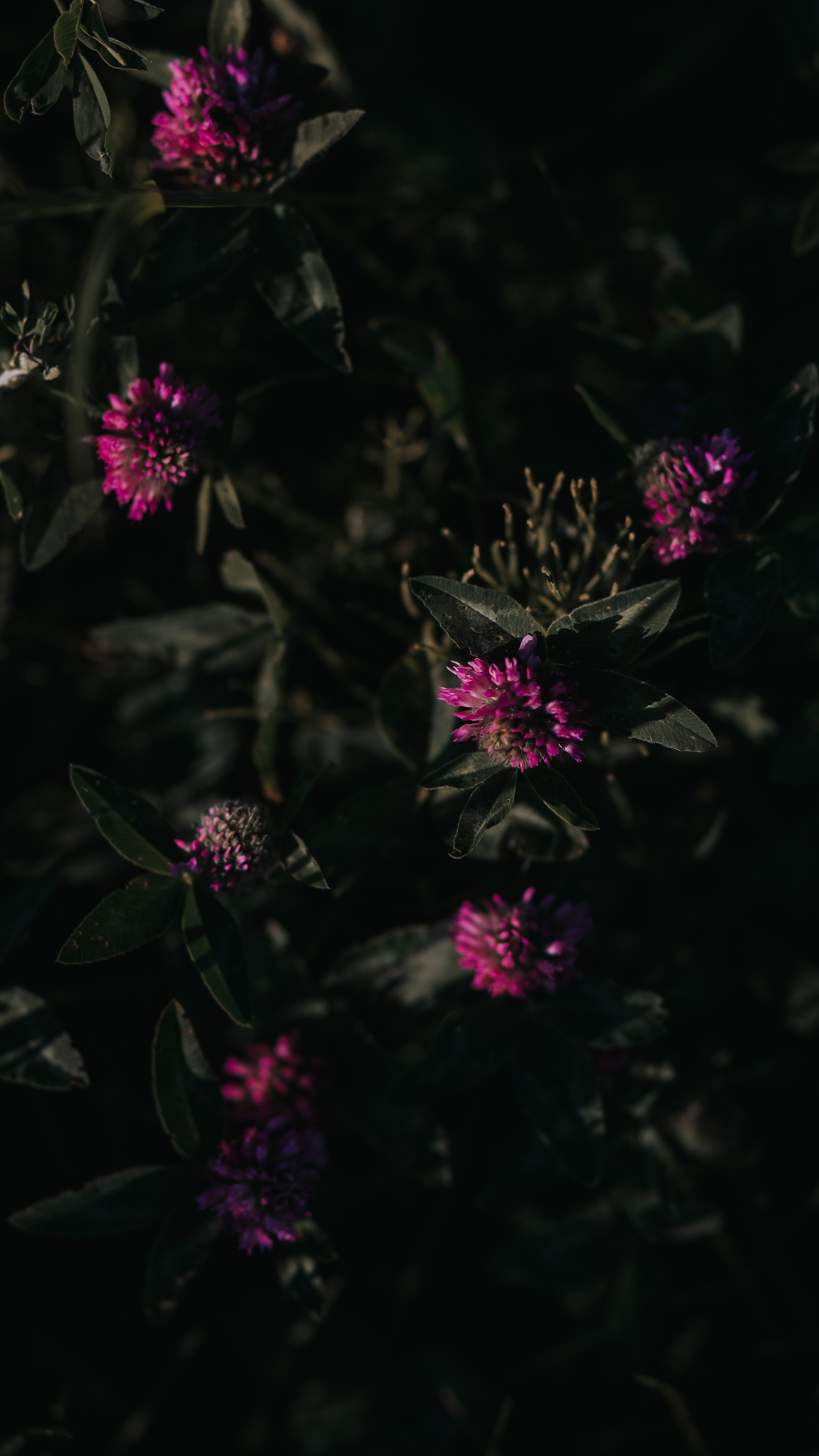 ПРИРОДА. MARIA SOKOLOVA