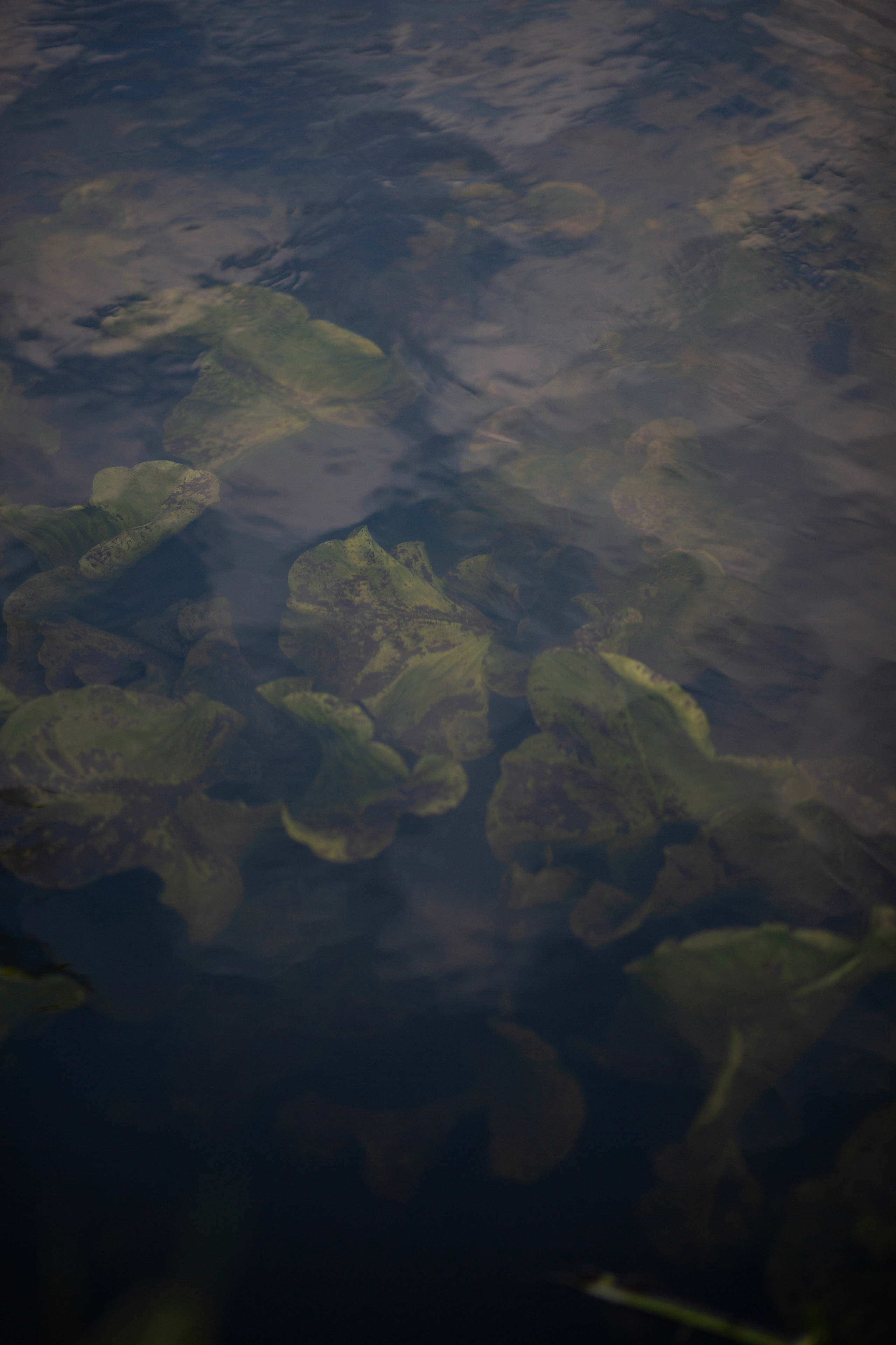 ПРИРОДА. MARIA SOKOLOVA