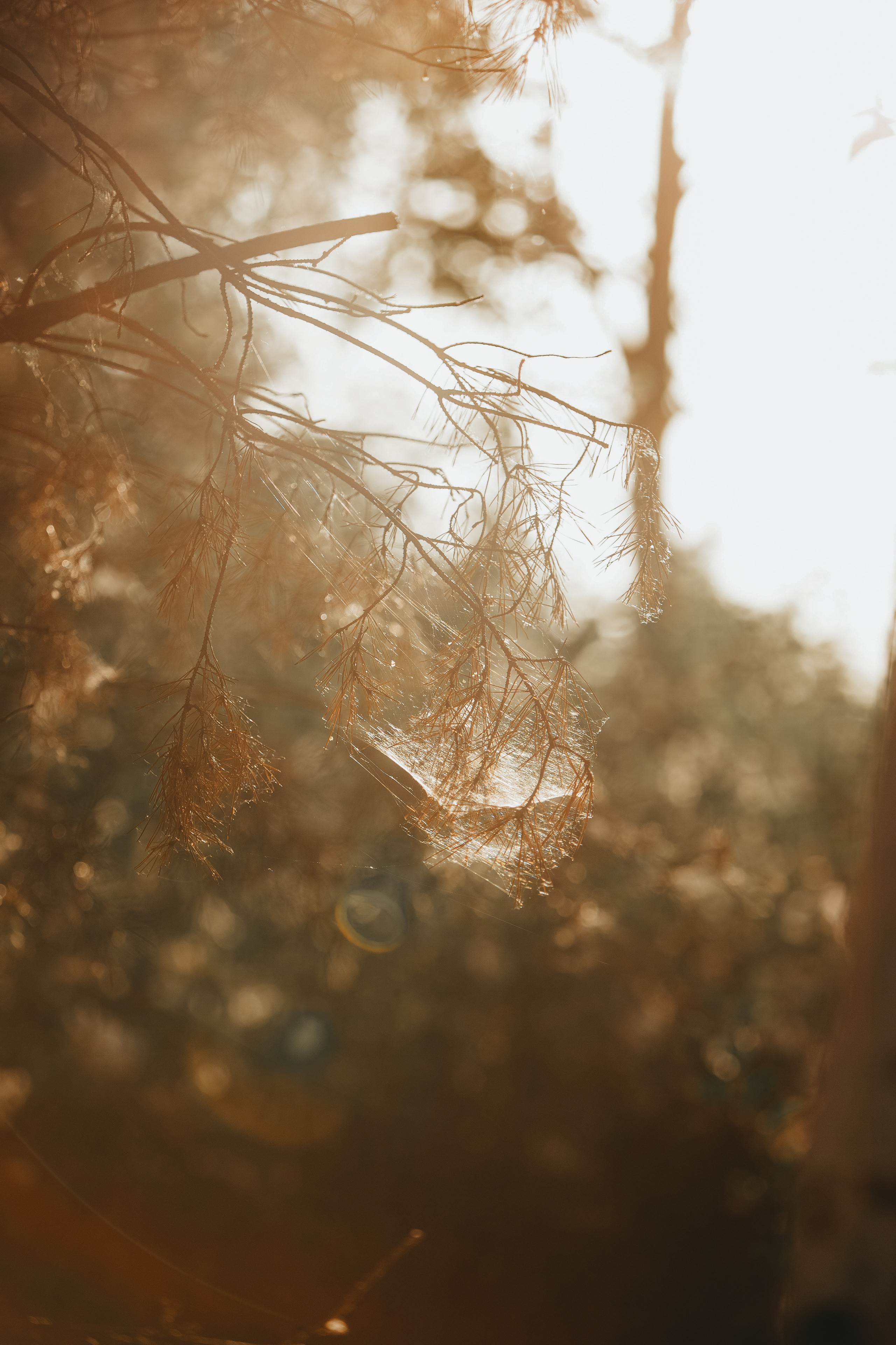 ПРИРОДА. MARIA SOKOLOVA