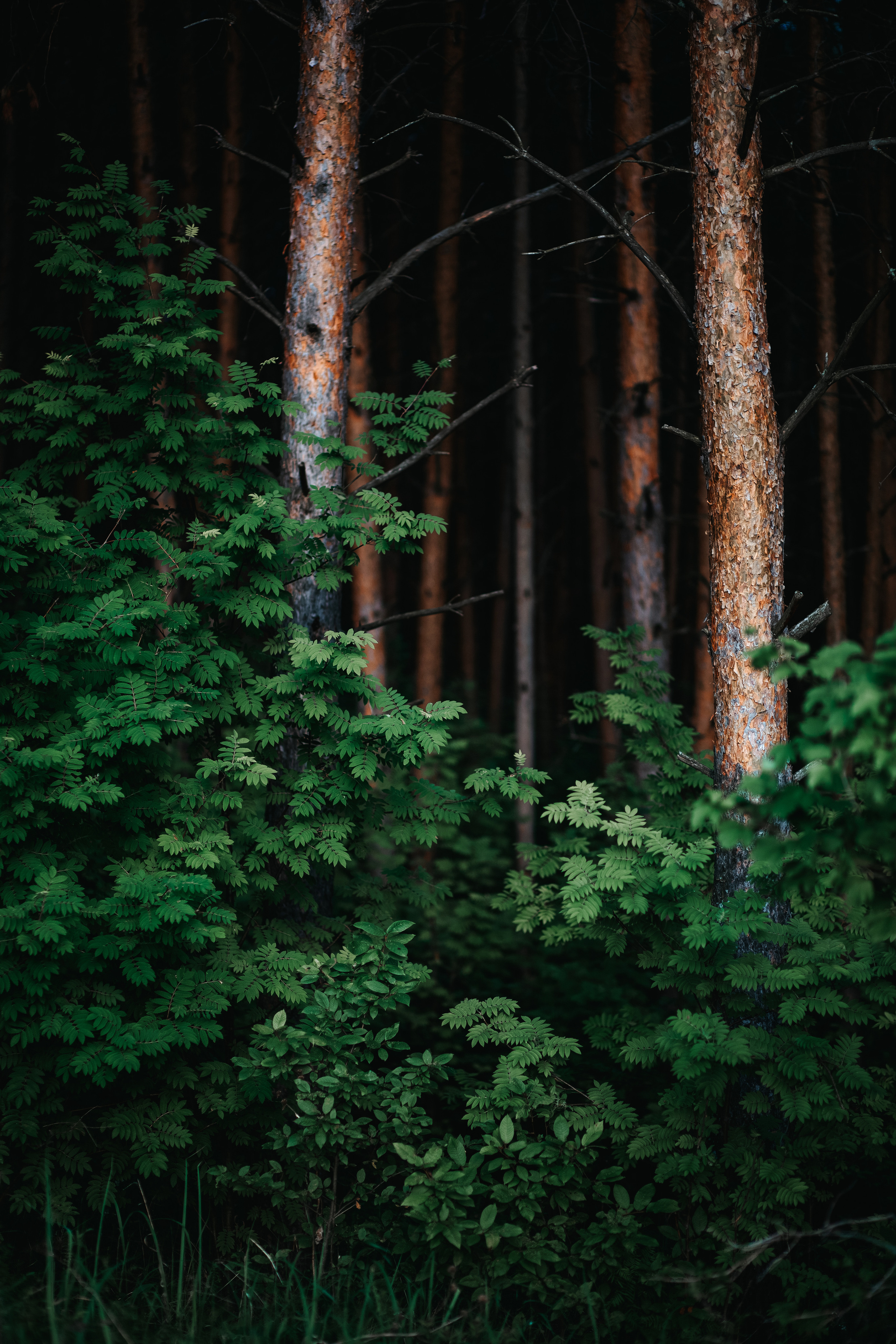 ПРИРОДА. MARIA SOKOLOVA