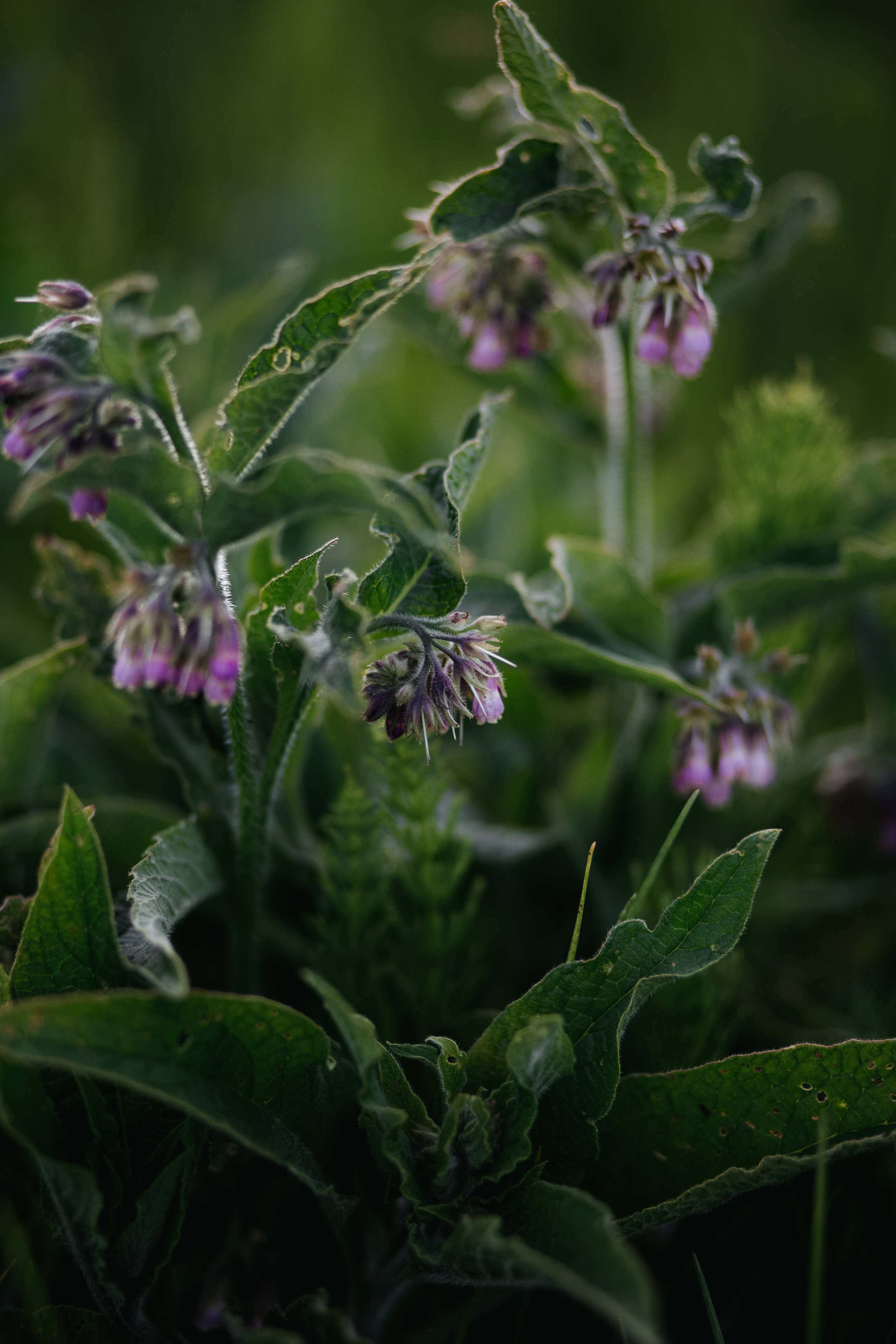 ПРИРОДА. MARIA SOKOLOVA