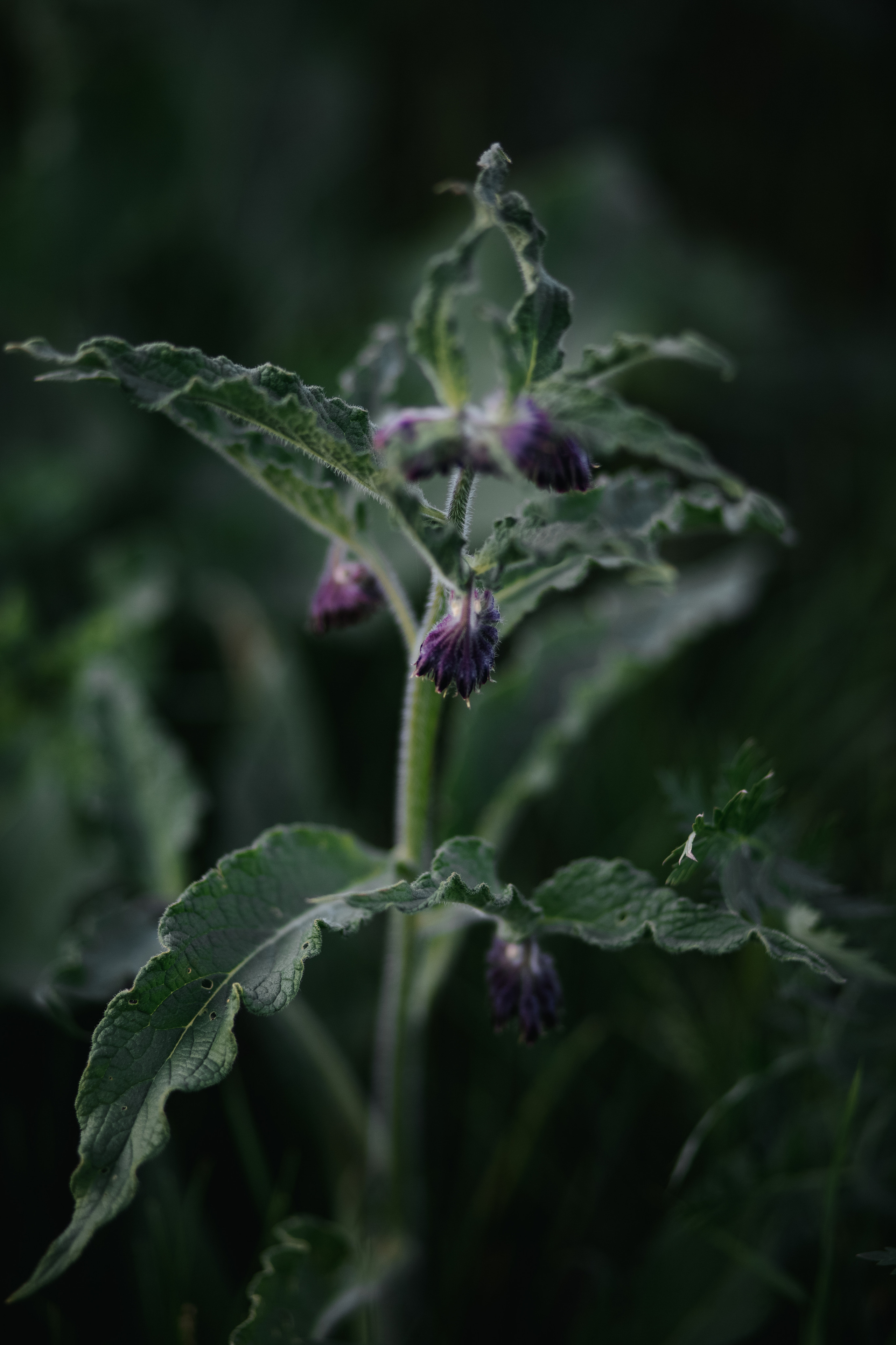 ПРИРОДА. MARIA SOKOLOVA